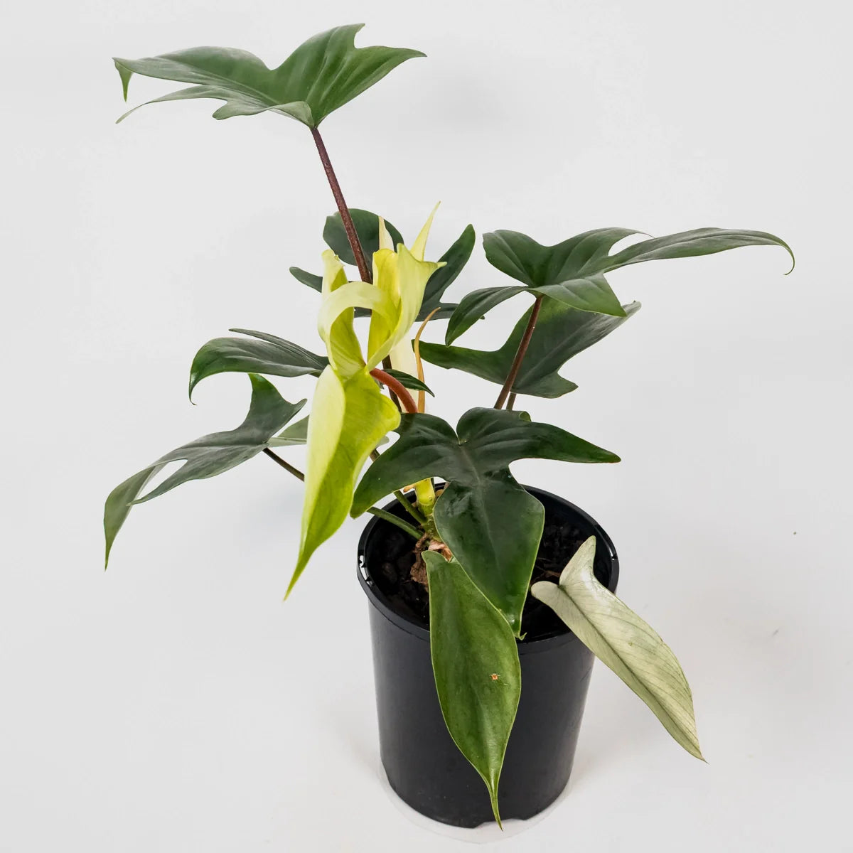 Philodendron Florida Ghost 125mm