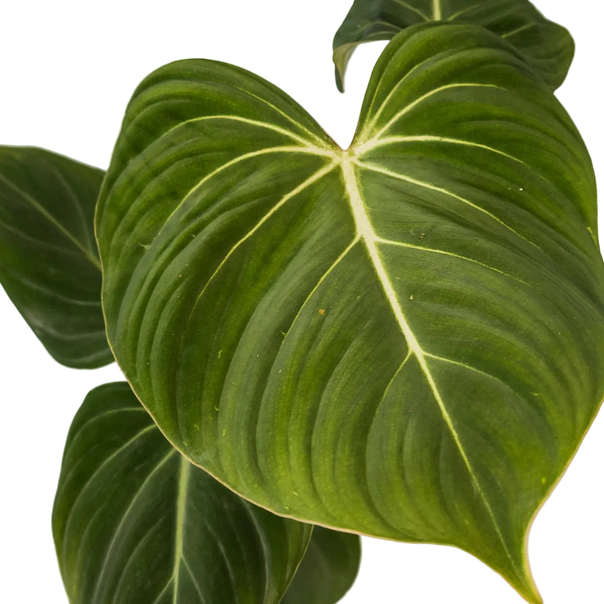 Philodendron Gloriosum 90mm