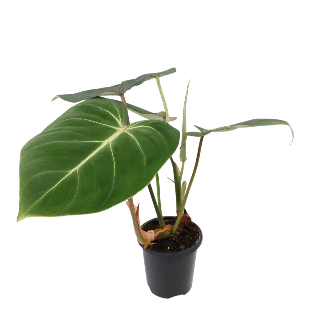 Philodendron Gloriosum 90mm