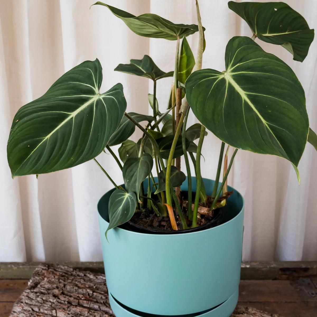 Philodendron Gloriosum 90mm