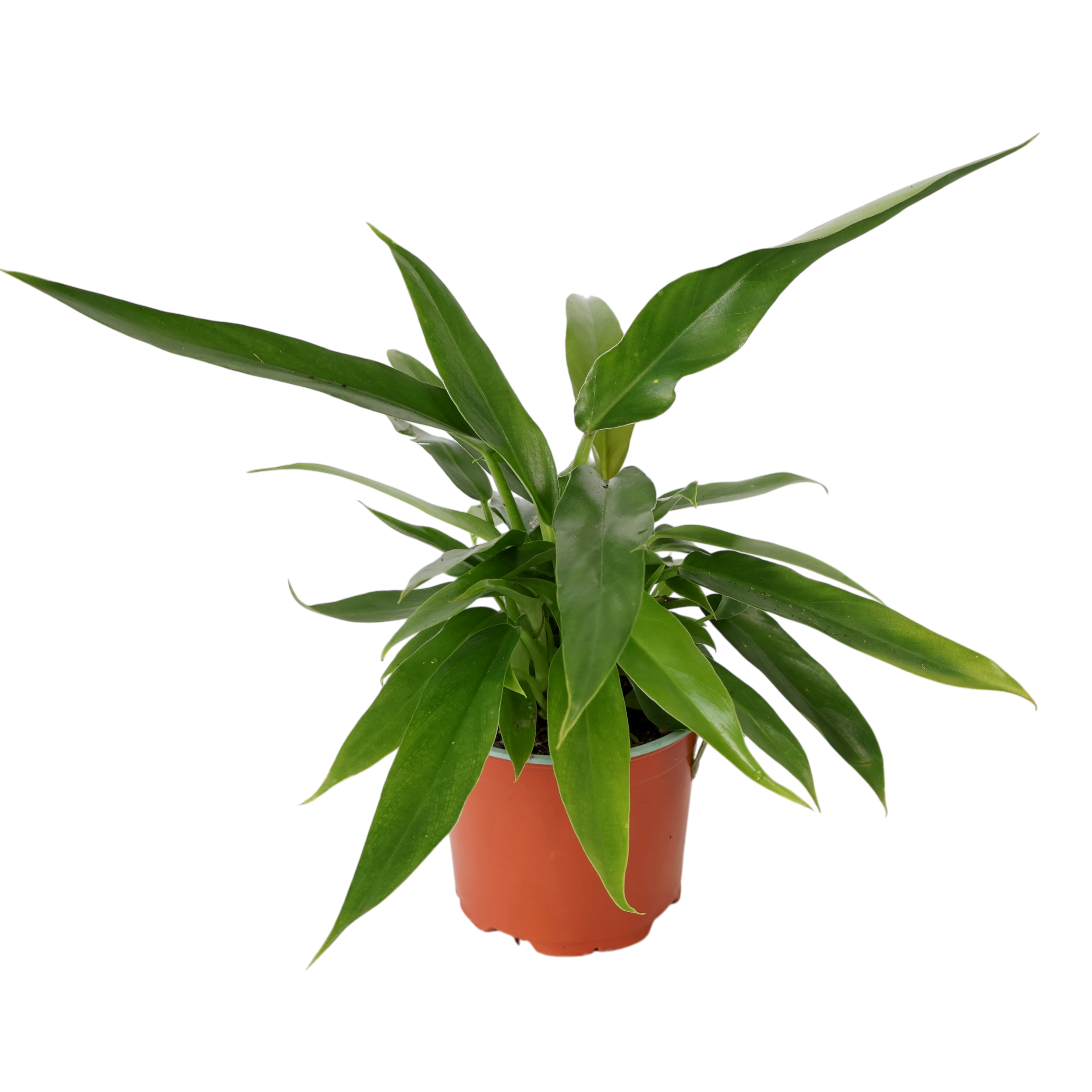 Philodendron Heather May 120mm