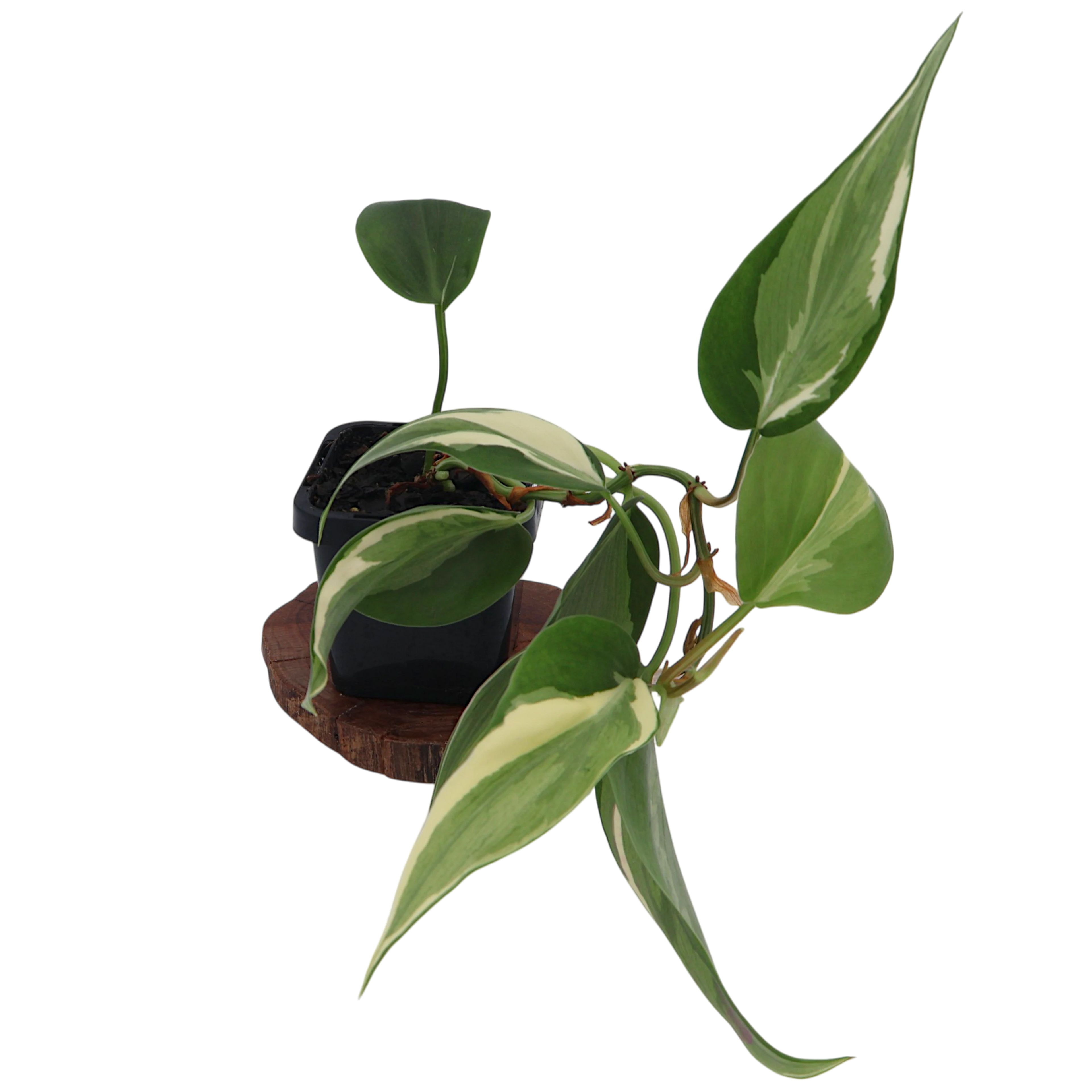 Philodendron Hederaceum Rio 70mm