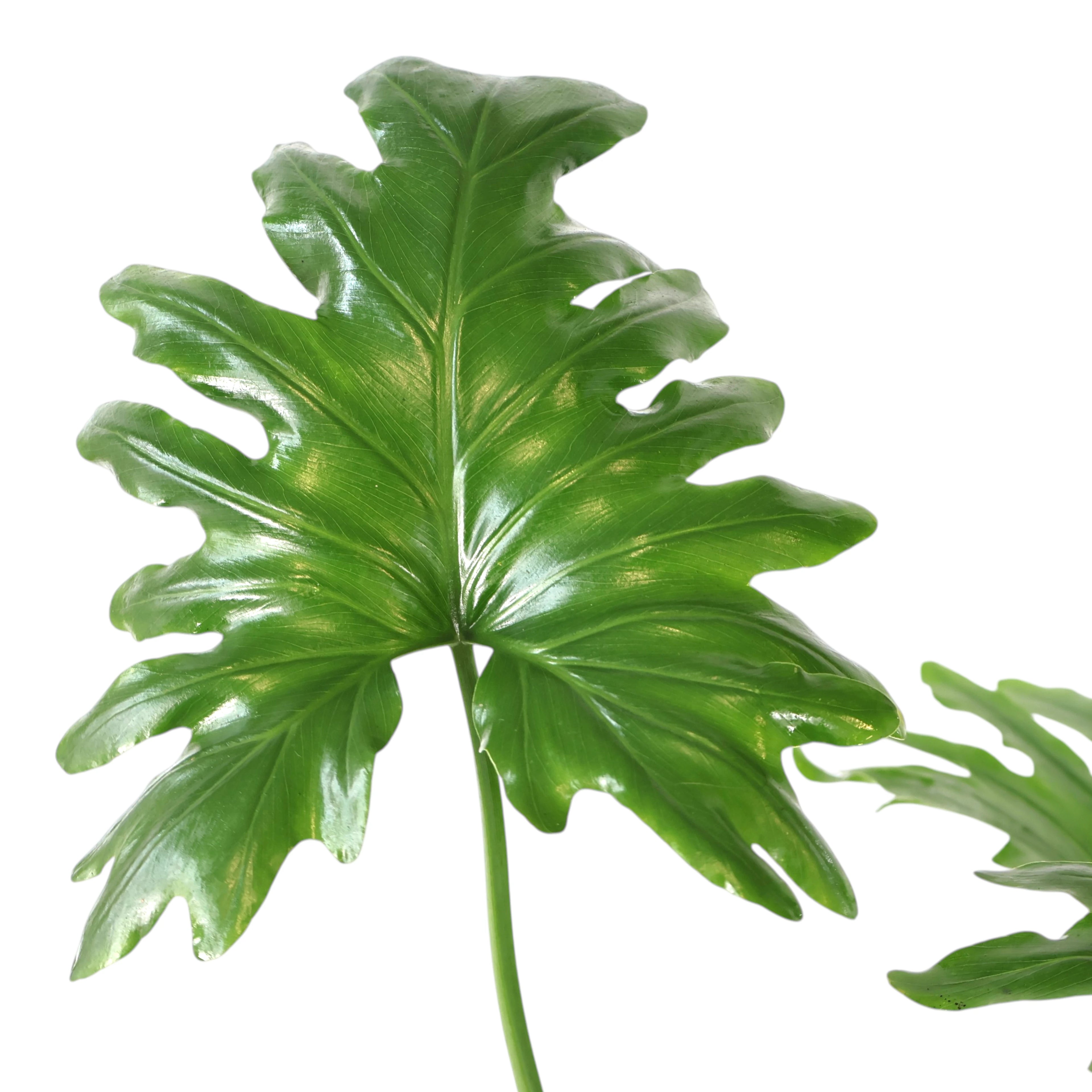 Philodendron Hope 200mm