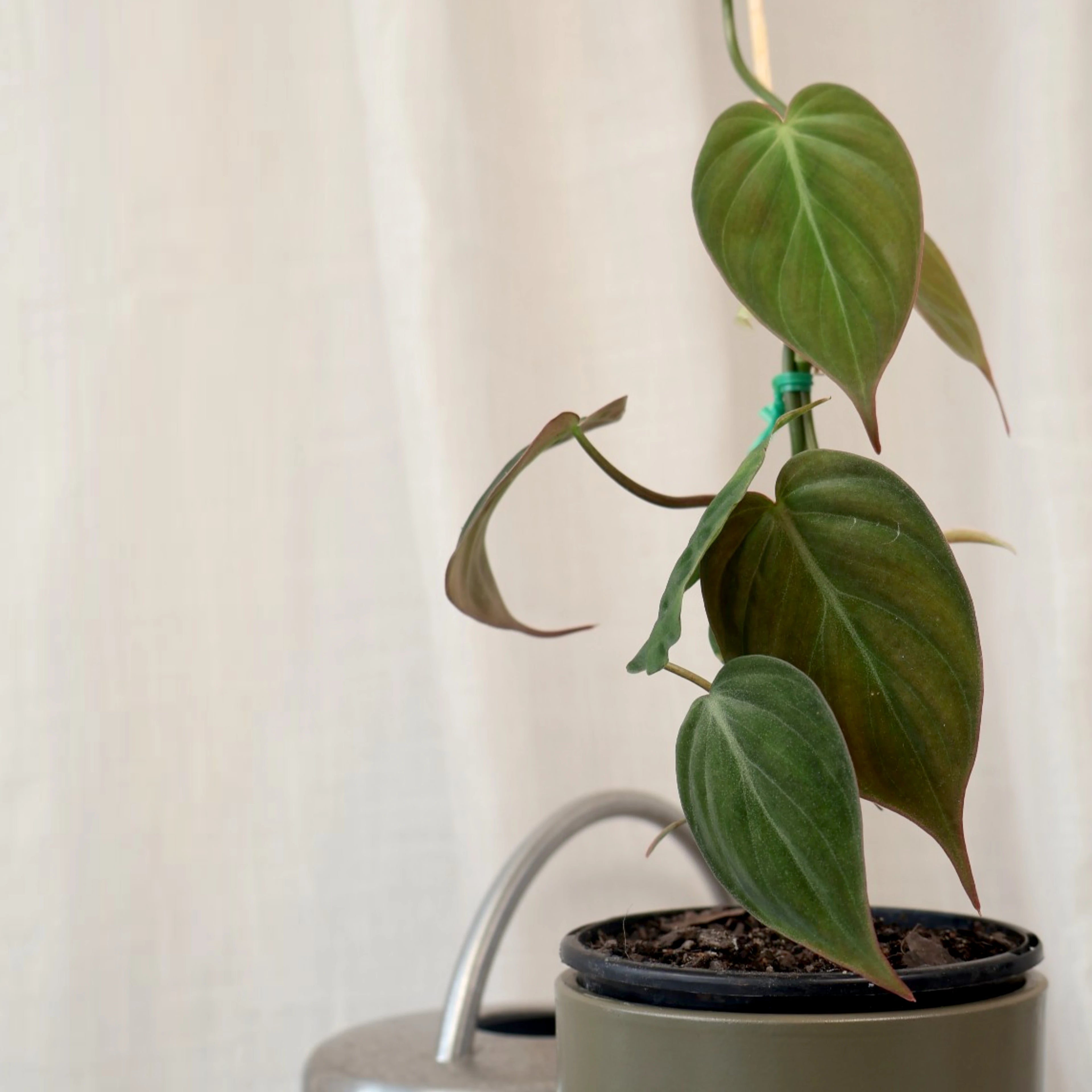 Philodendron Micans Velvet Ladder 100mm