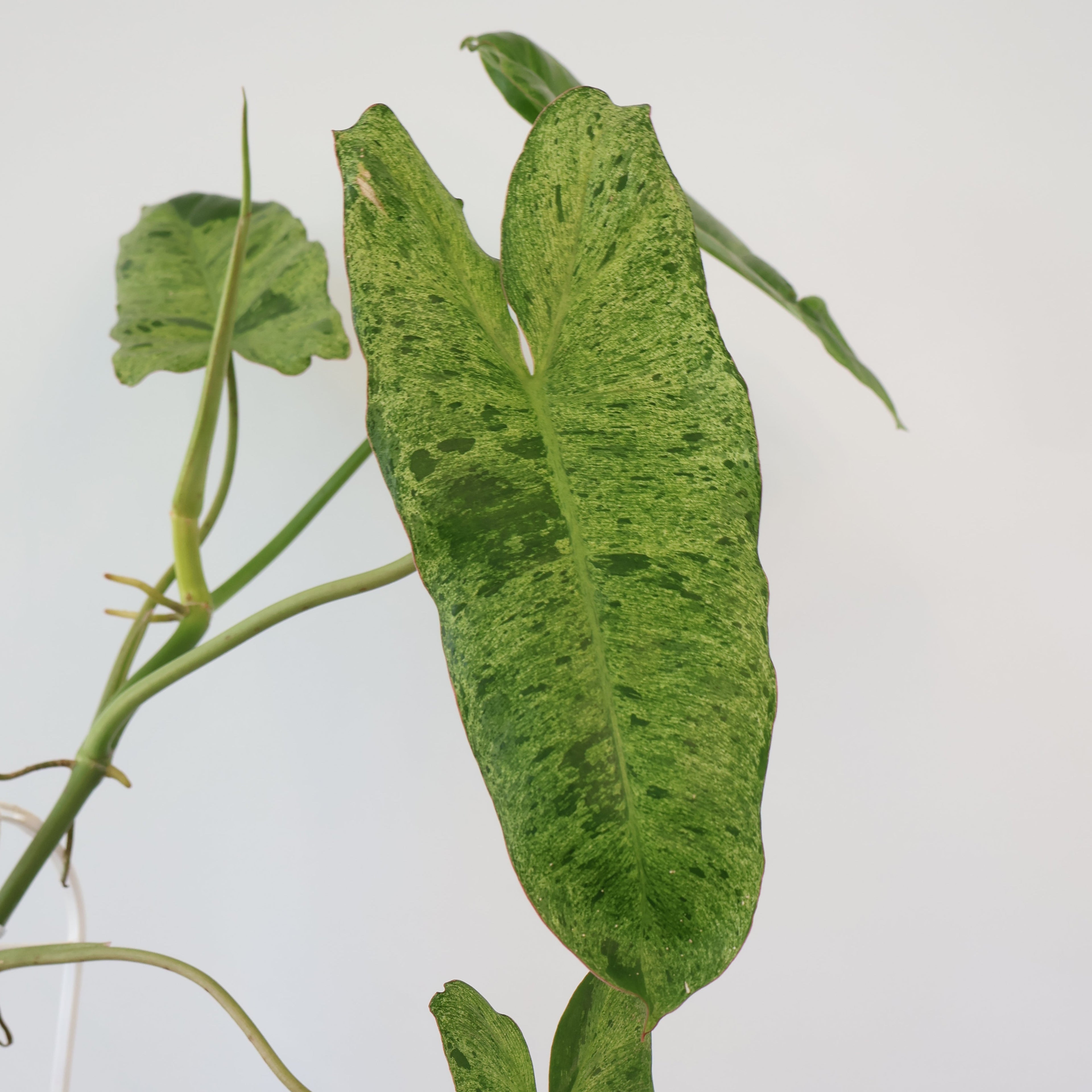 Philodendron Paraiso Verde 140mm