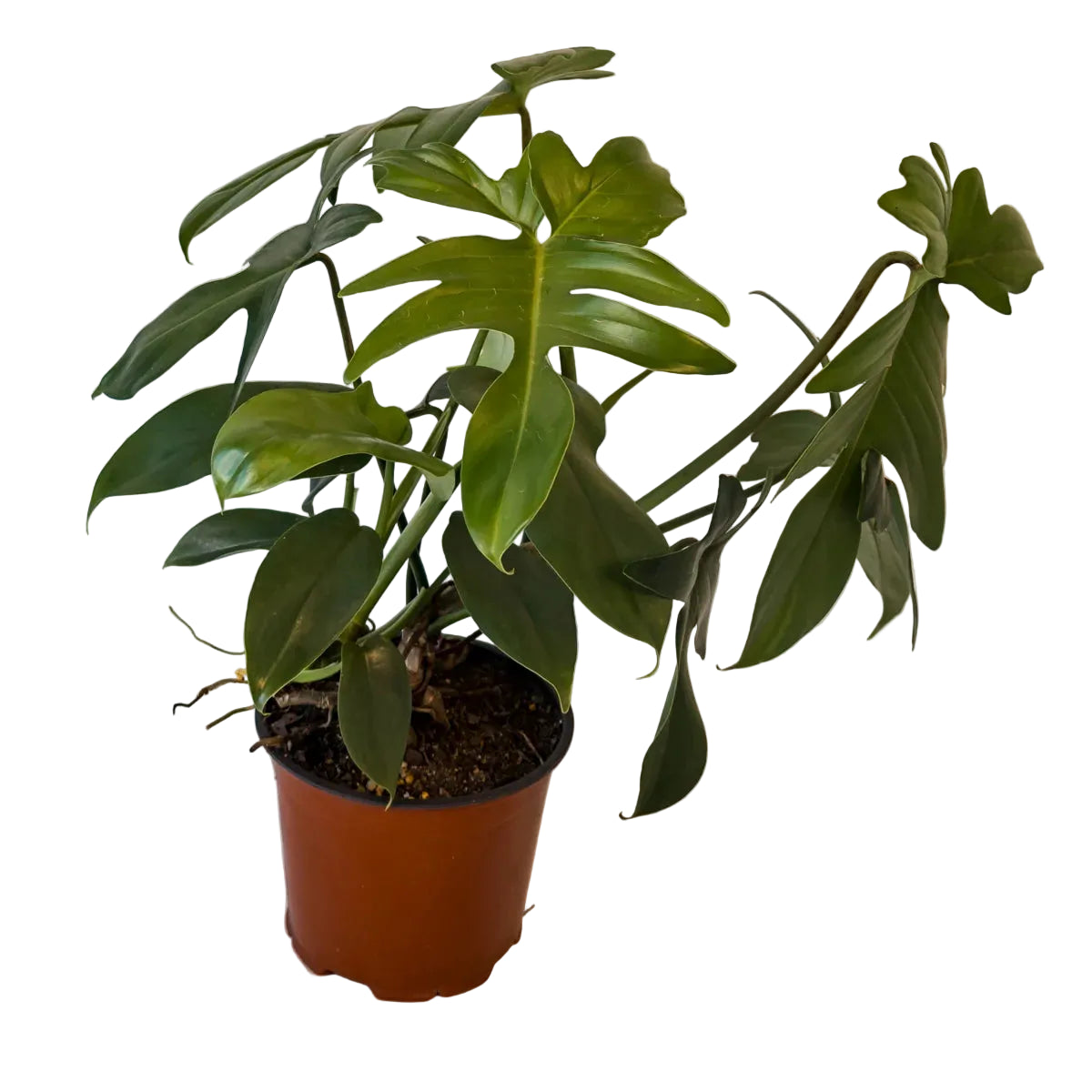 Philodendron Pedatum 130mm