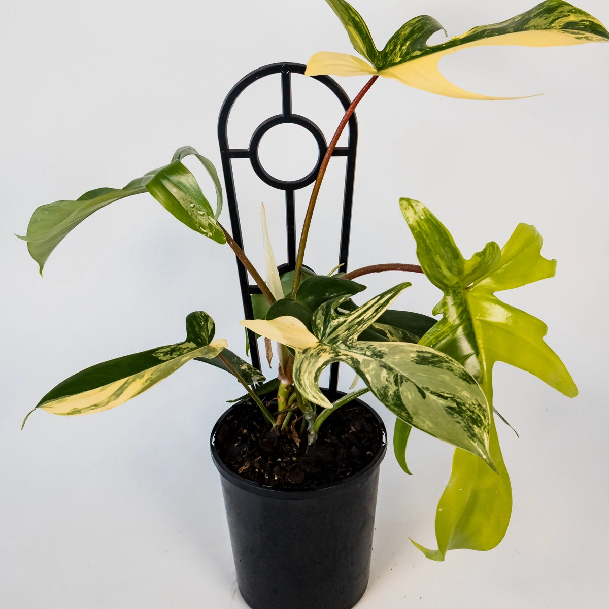 Philodendron pedatum Florida Beauty Variegata 125mm