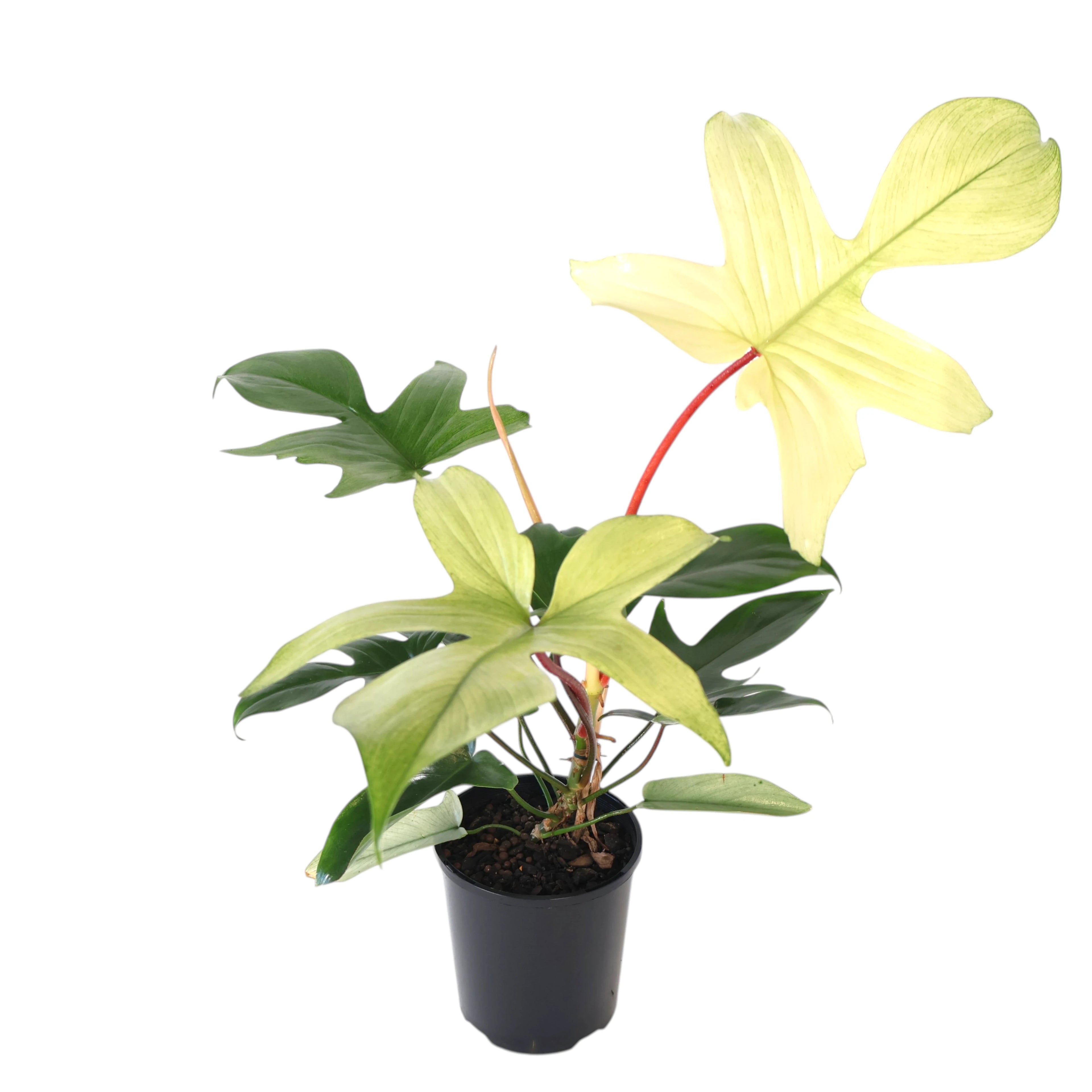 Philodendron Florida Ghost 125mm