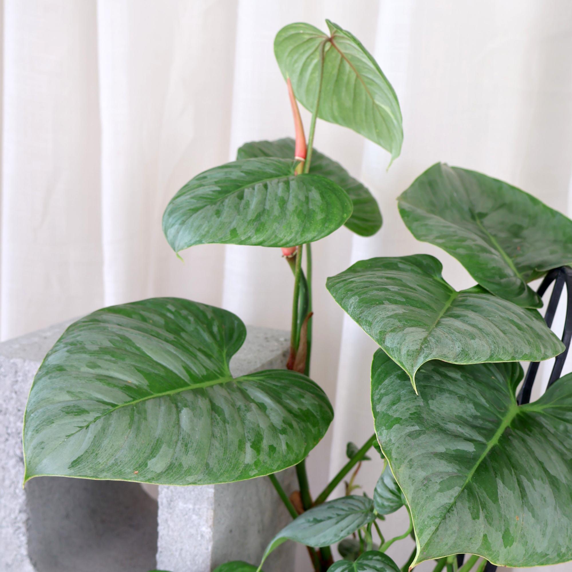 Philodendron Sodiroi 125mm