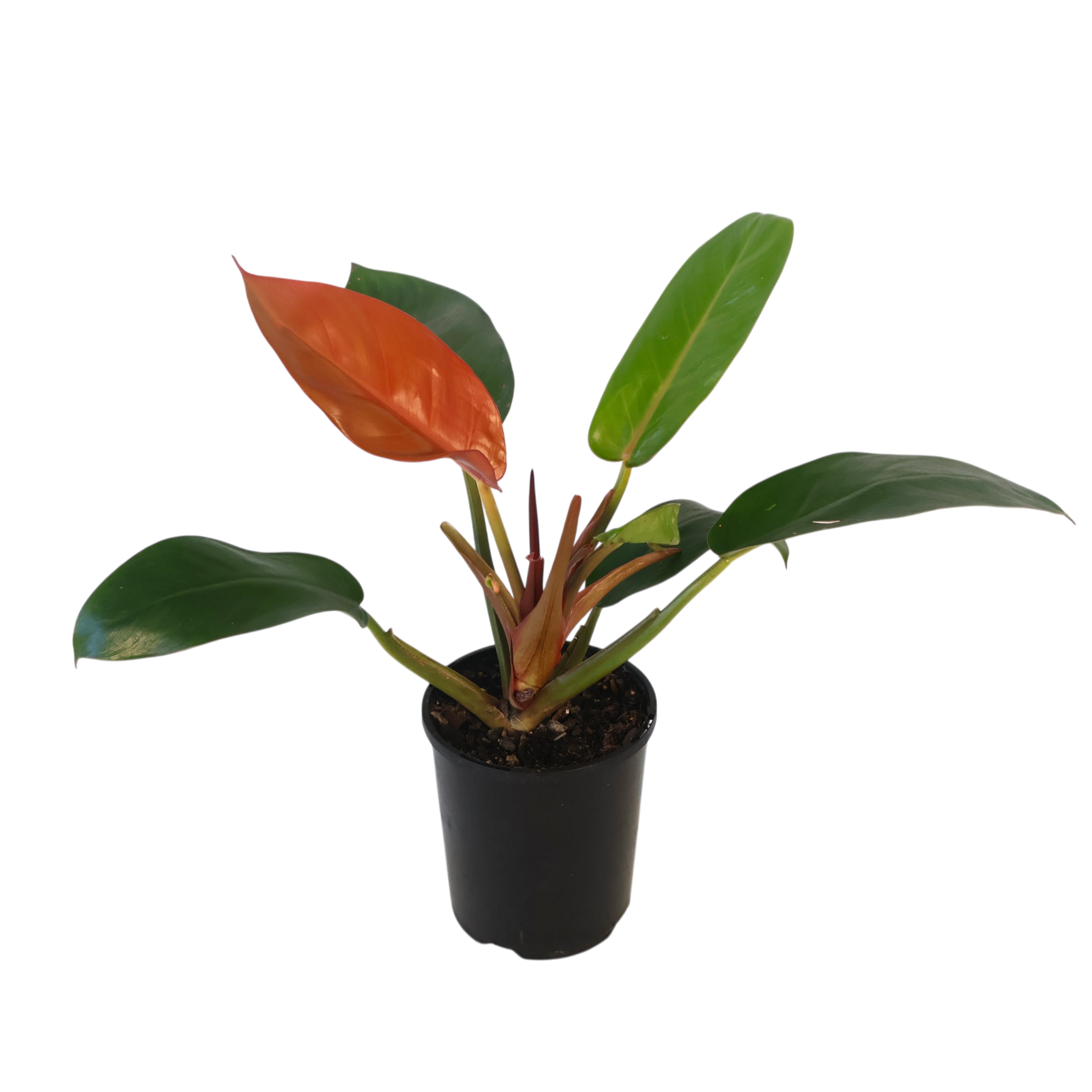 Philodendron Sun Red 130mm