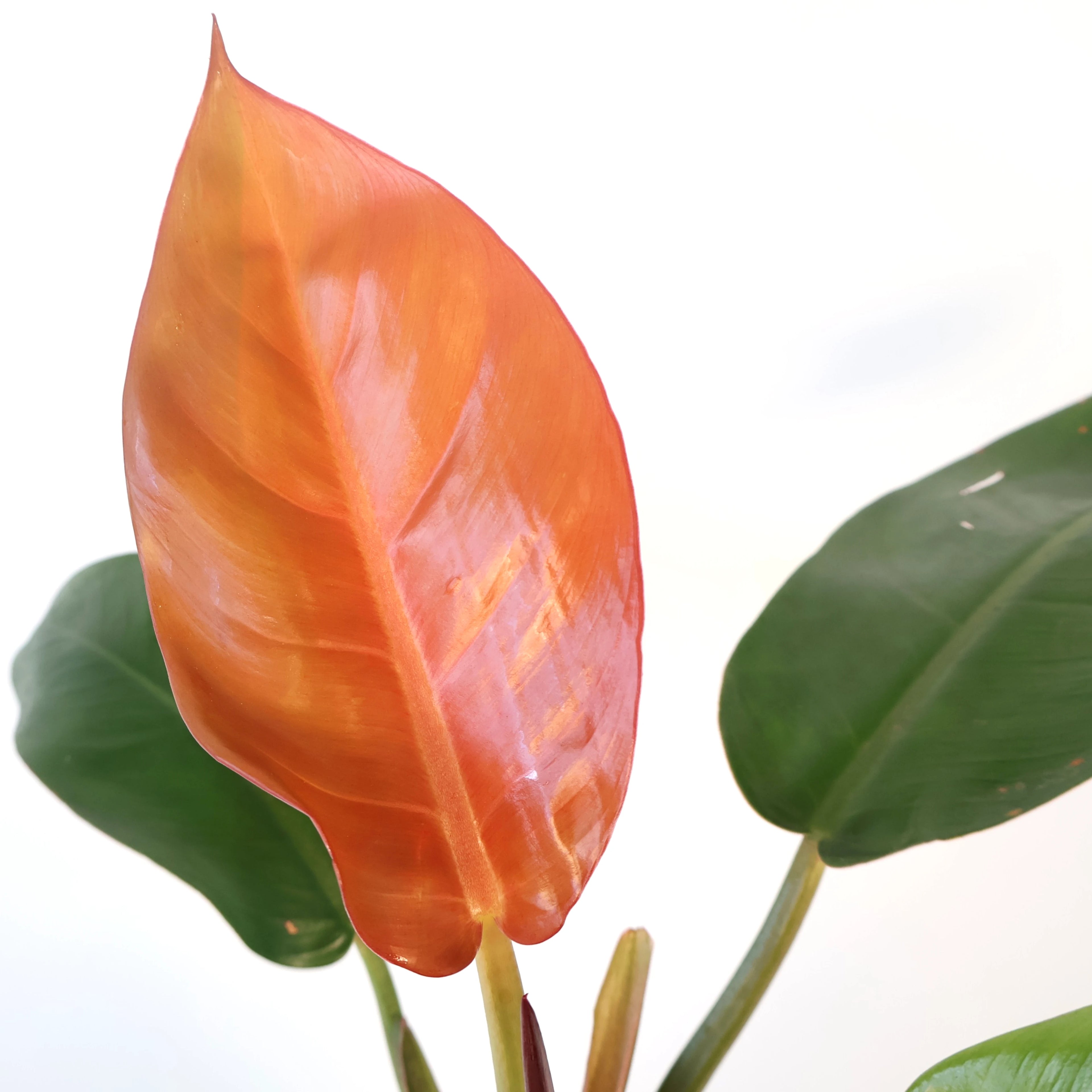 Philodendron Sun Red 130mm