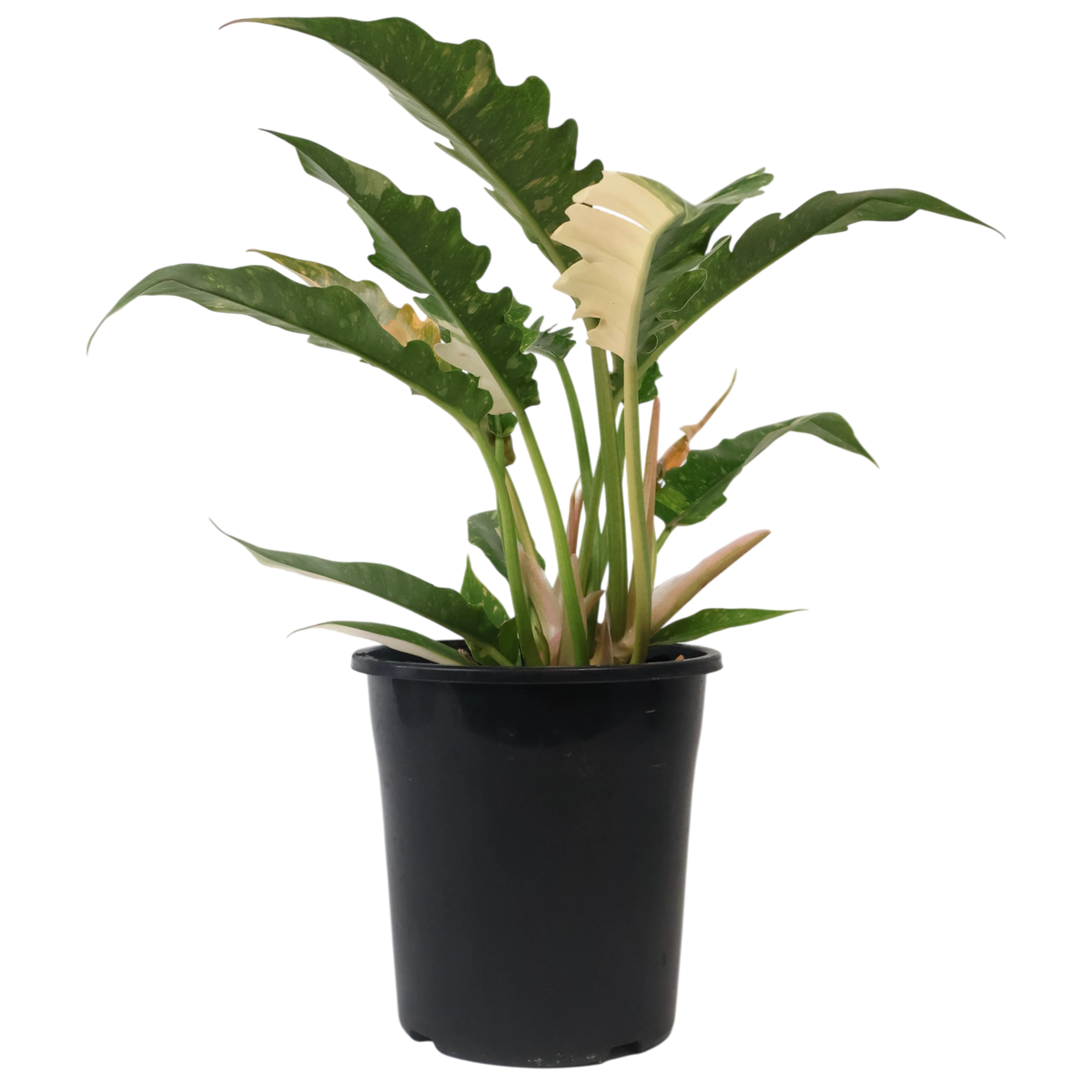 Philodendron Ring of Fire 180mm