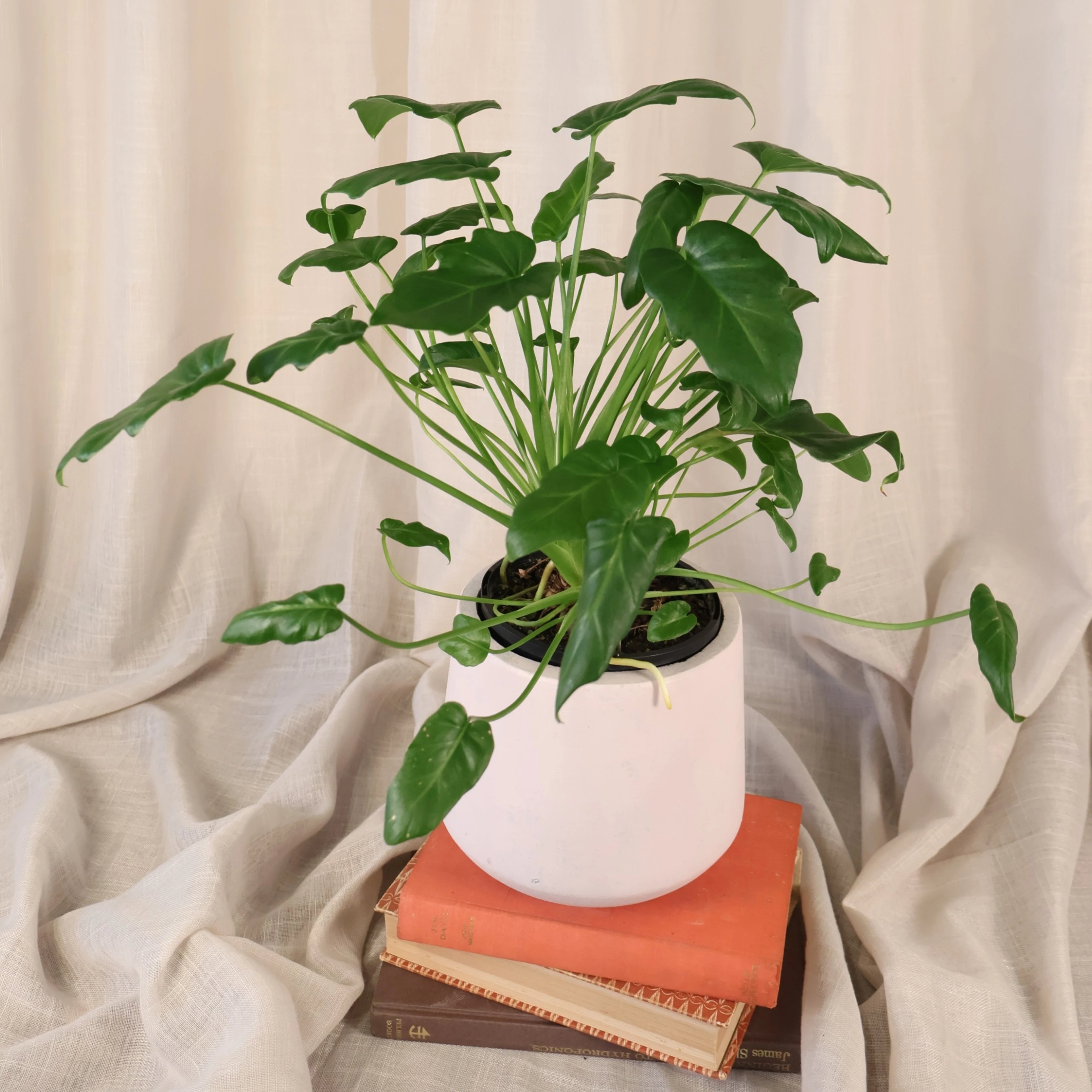 Philodendron Xanadu 125mm