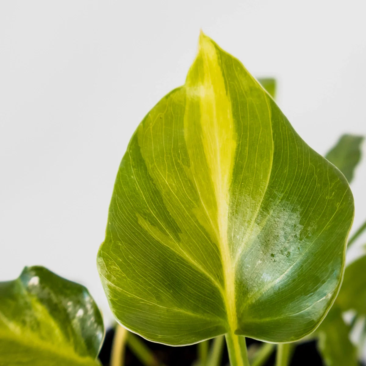 Philodendron Xanadu Variegated 125mm