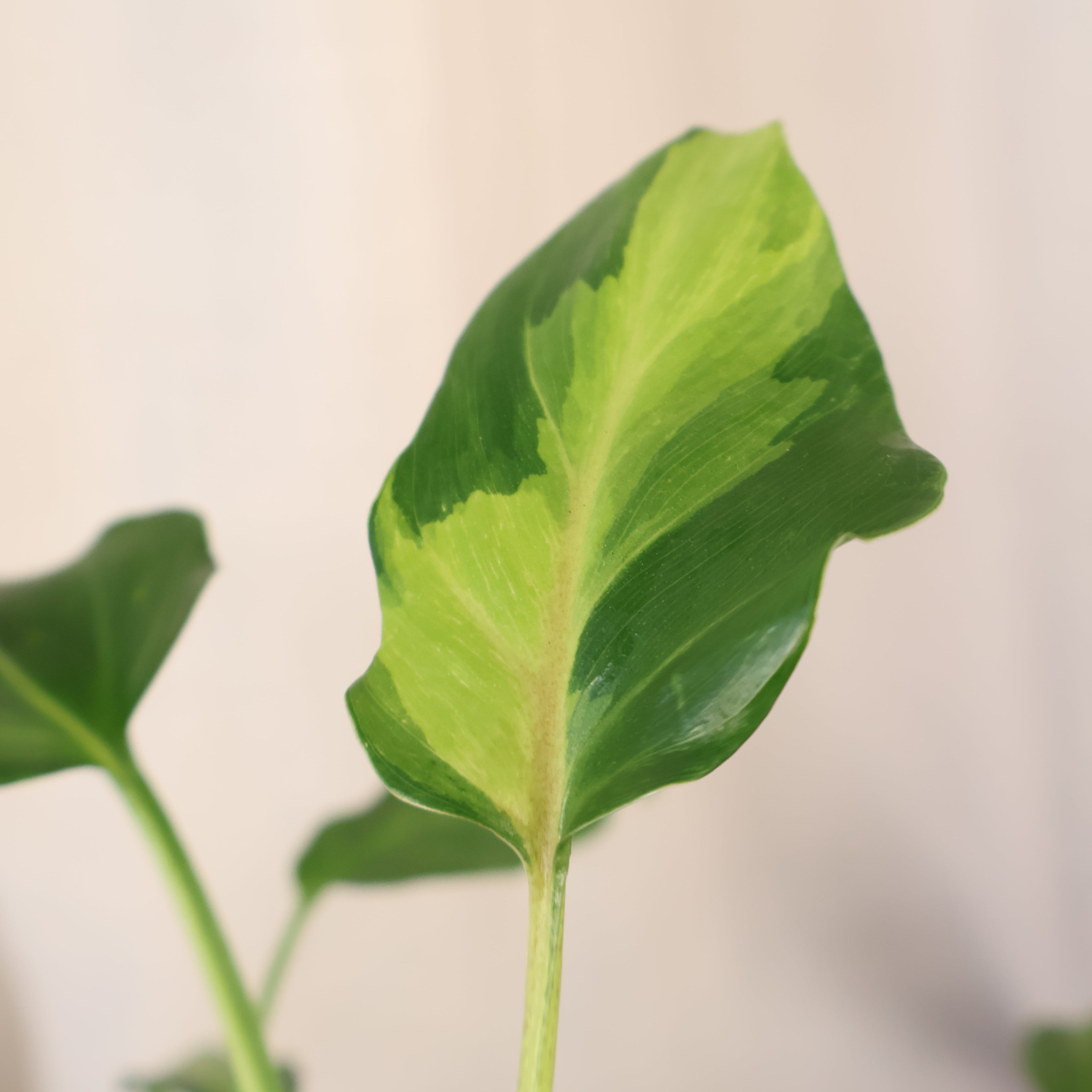 Philodendron Xanadu Variegated 125mm