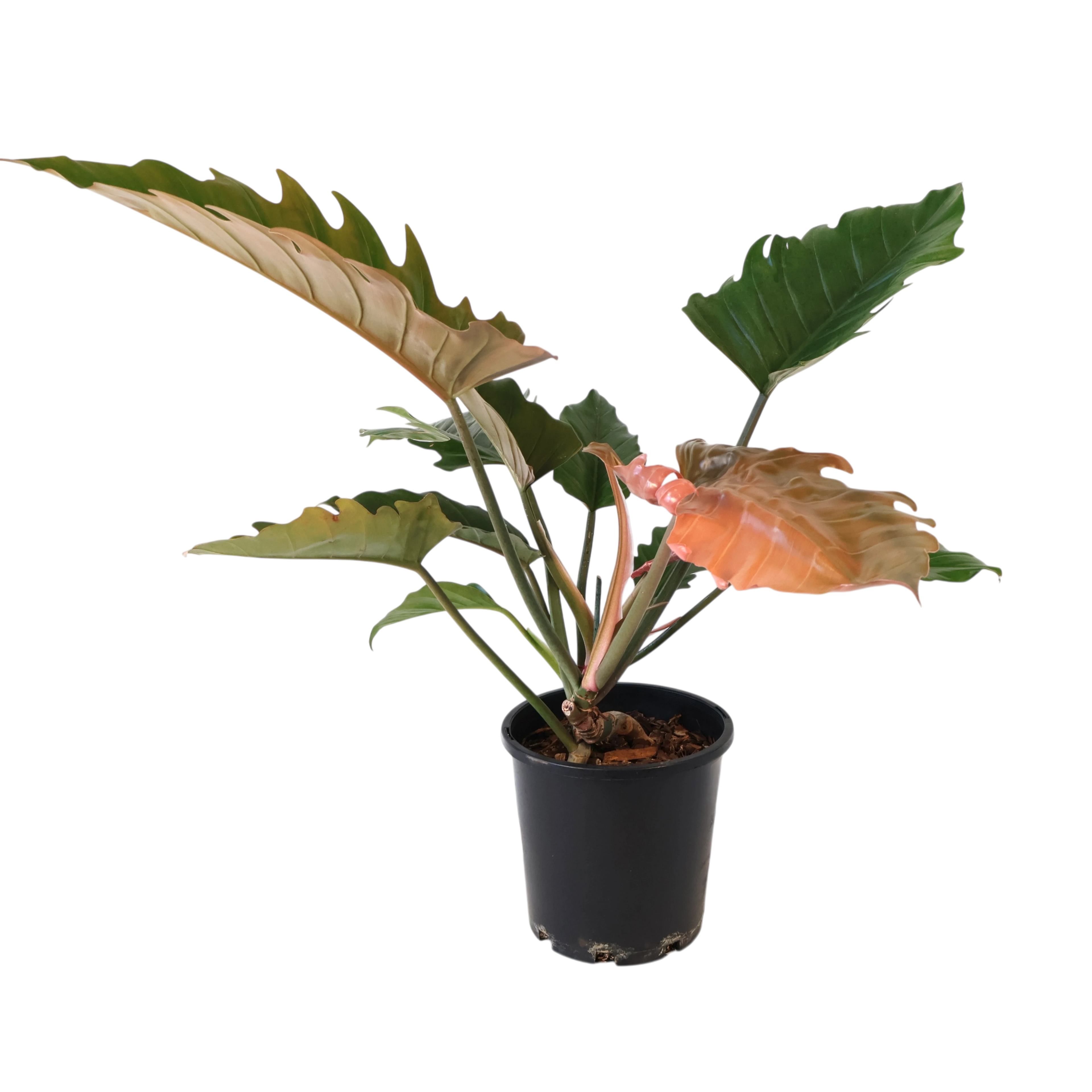 Philodendron Caramel Green 200mm