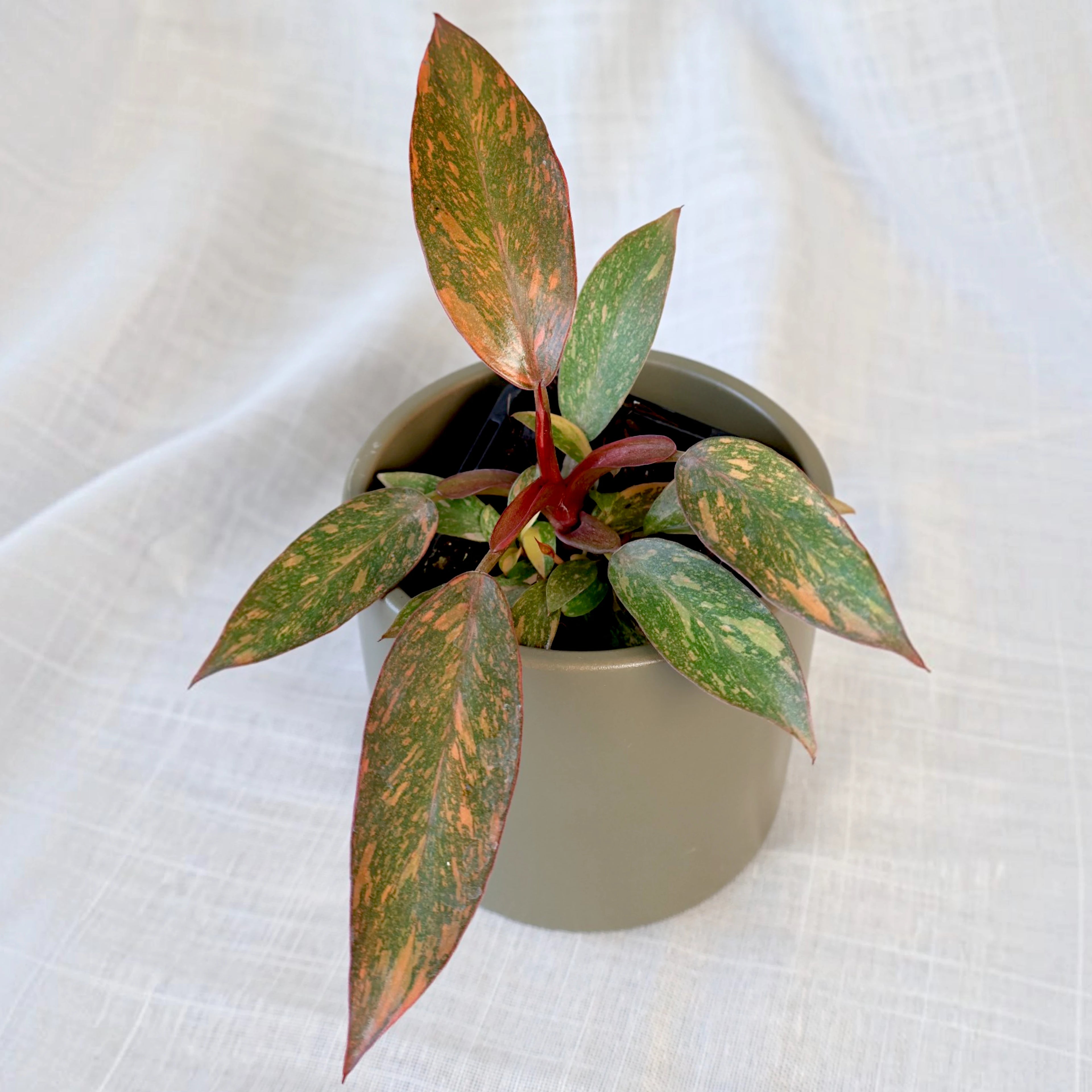Philodendron erubescens Orange Princess 70mm