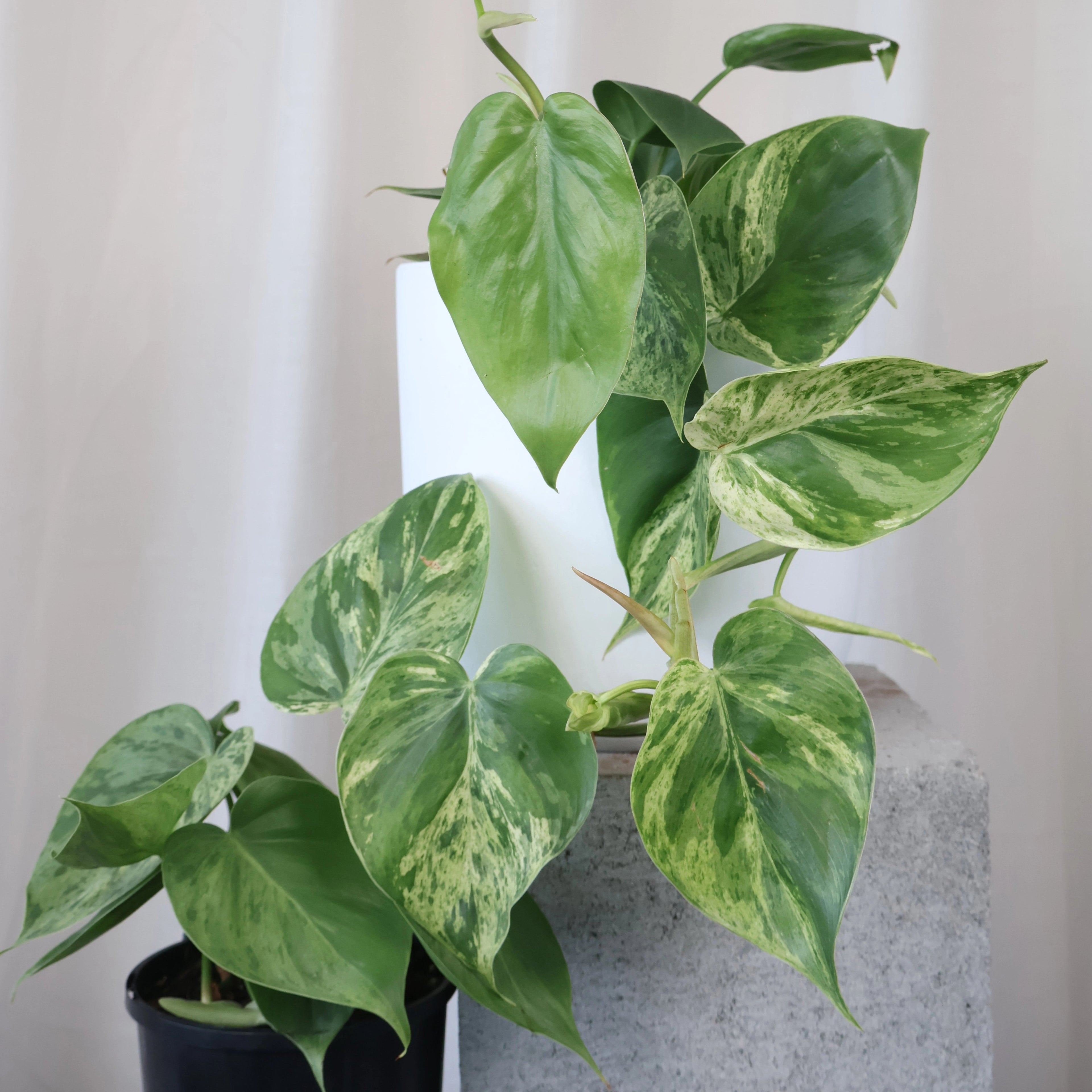 Philodendron Hederaceum Variegata 125mm