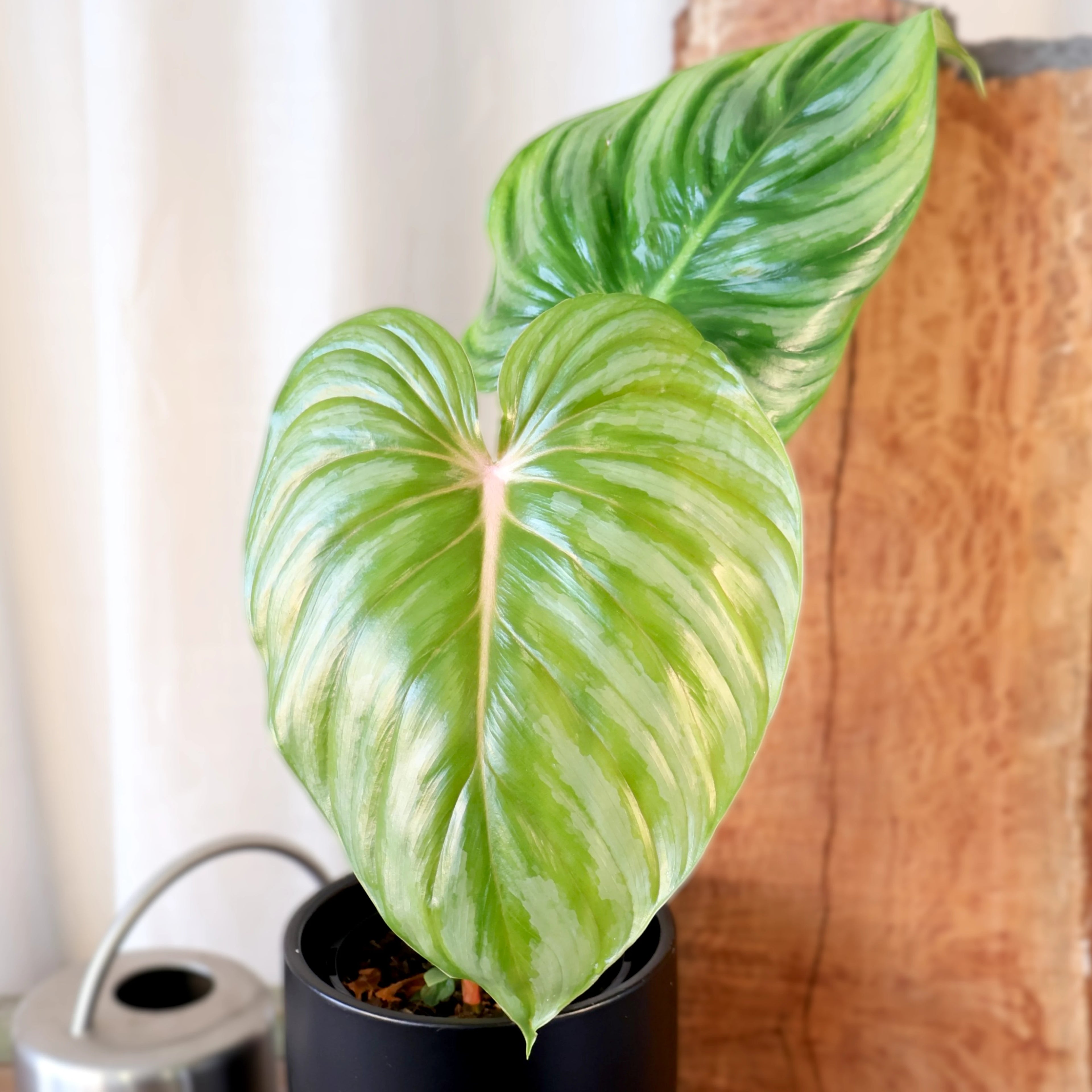 Philodendron Plowmanii 140mm