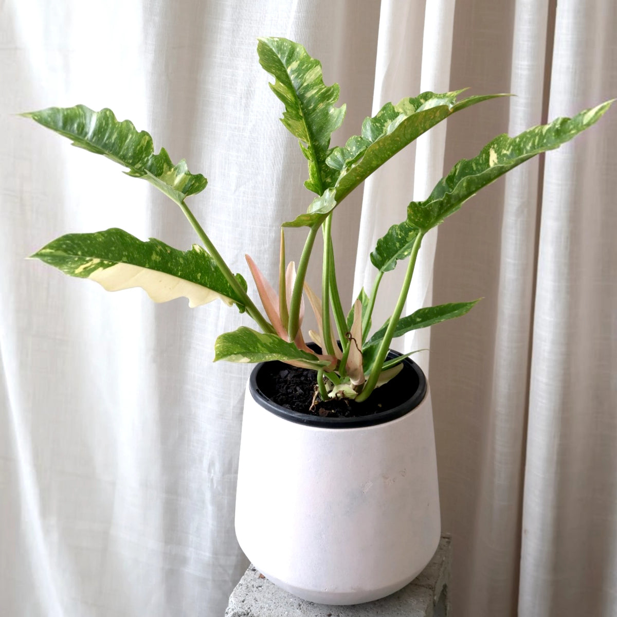 Philodendron Ring of Fire 180mm