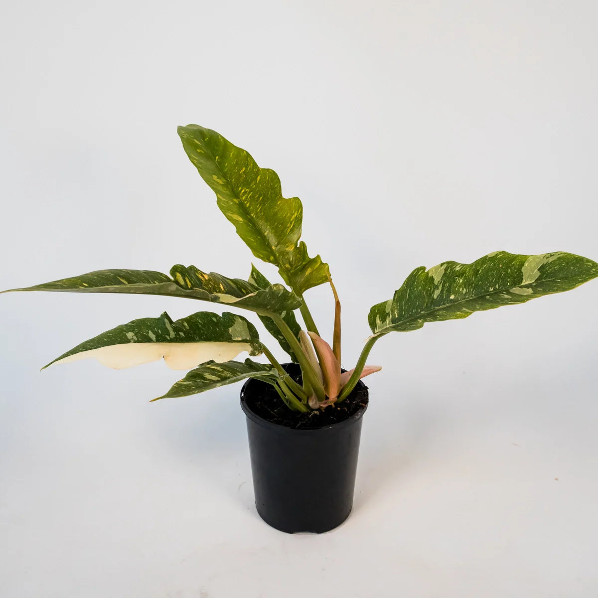 Philodendron serratum Ring Of Fire 125mm