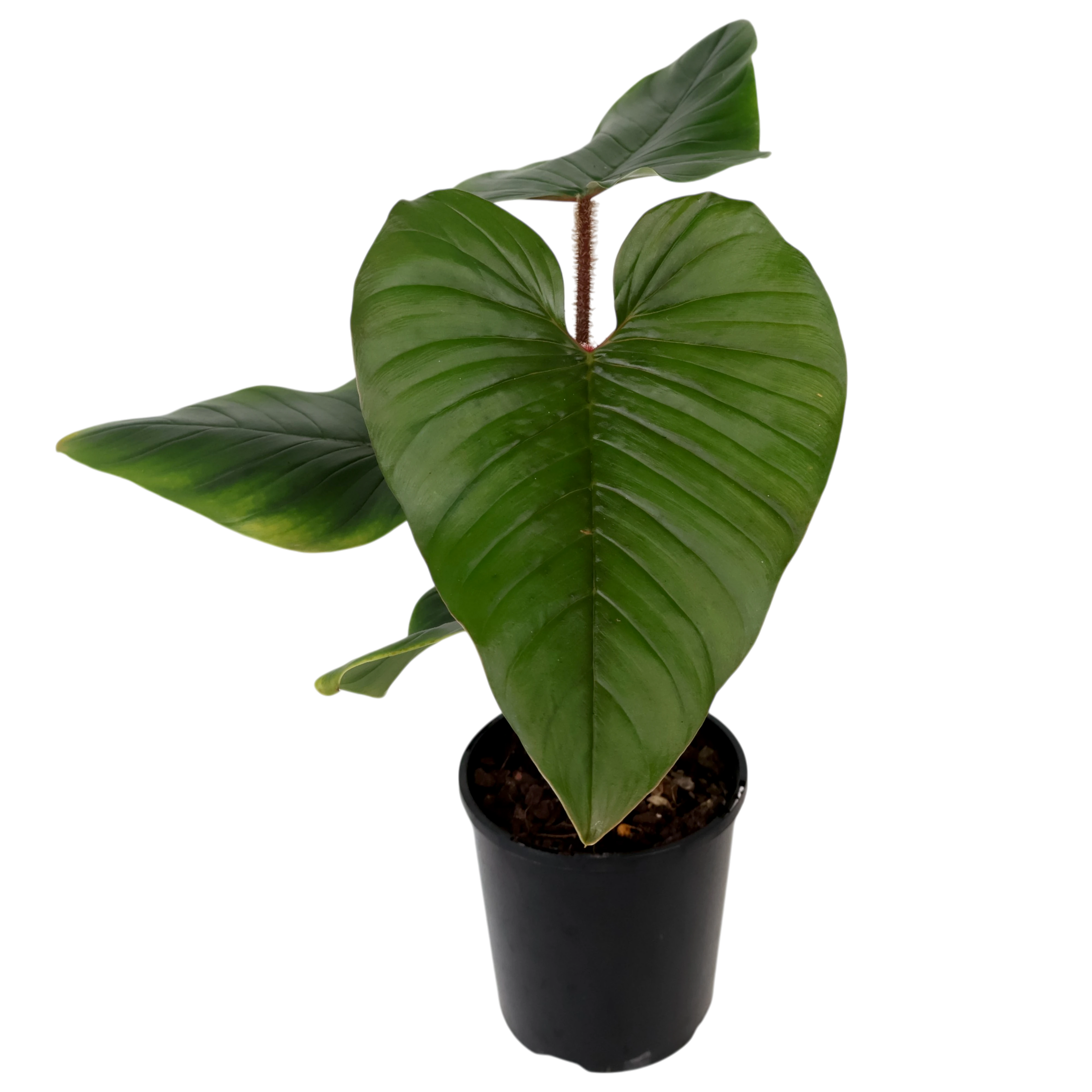 Philodendron squamicaule Serpens 125mm