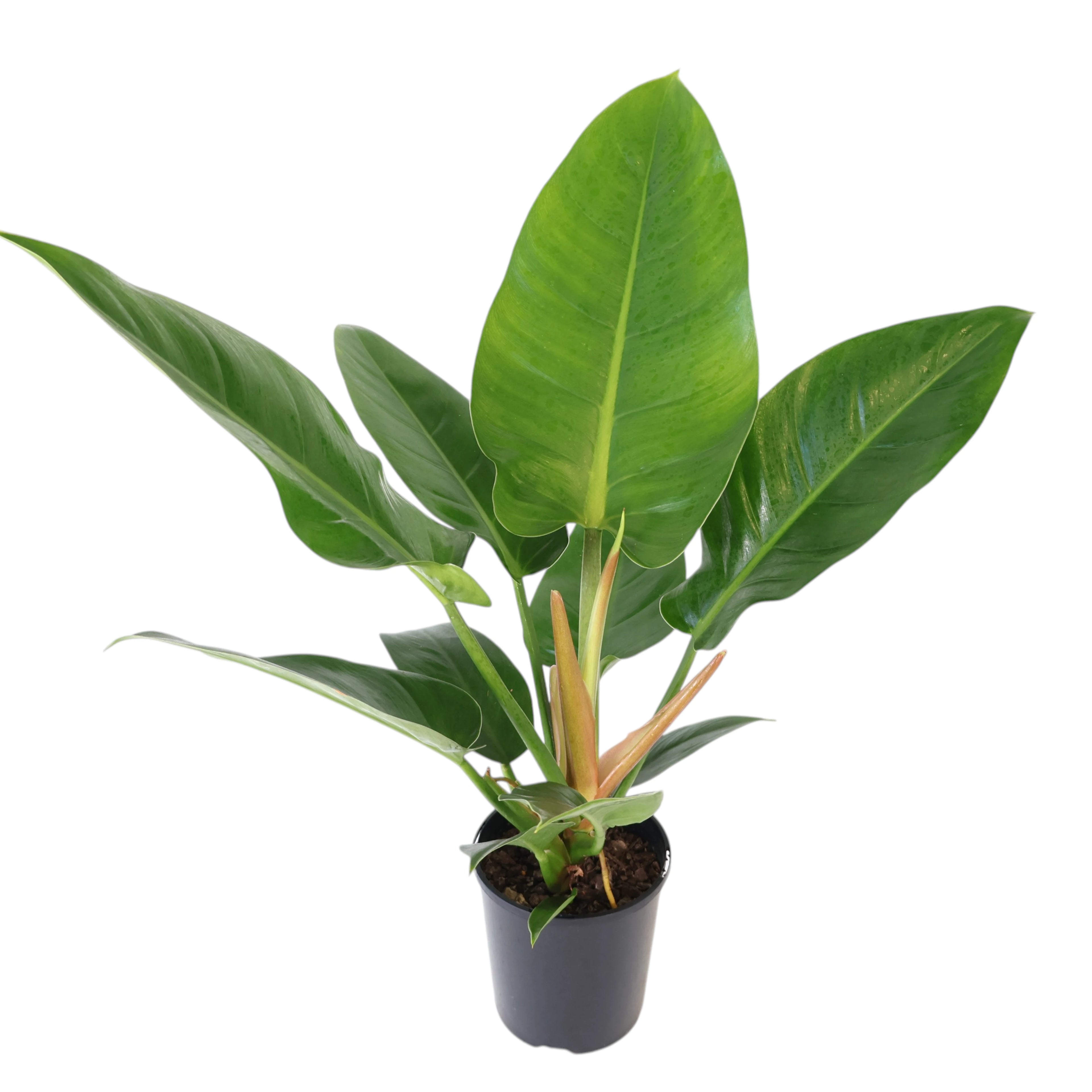 Philodendron Erubescens ‘Imperial Green’ 125mm