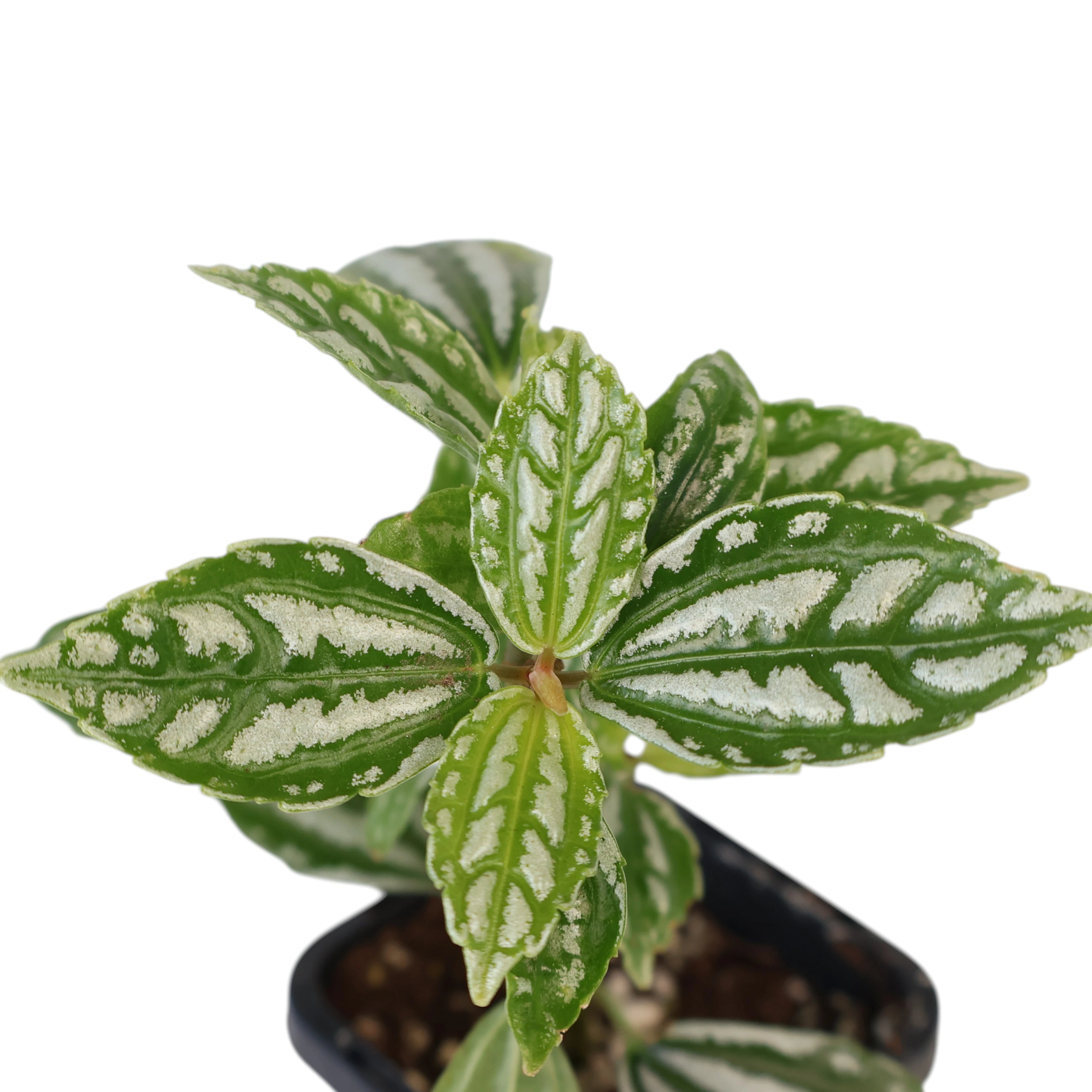 Pilea cadierei - Aluminum Plant 70mm