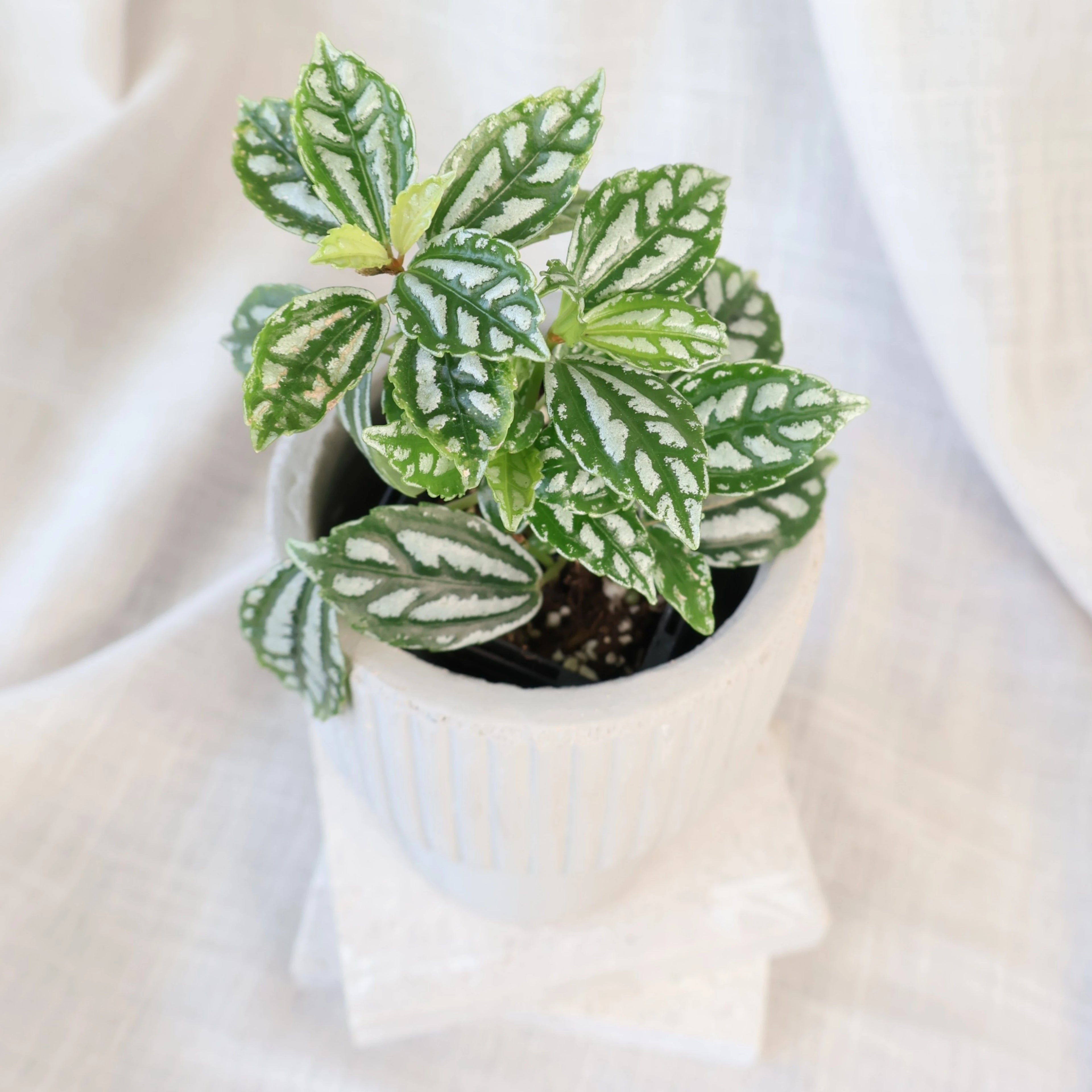 Pilea cadierei - Aluminum Plant 70mm