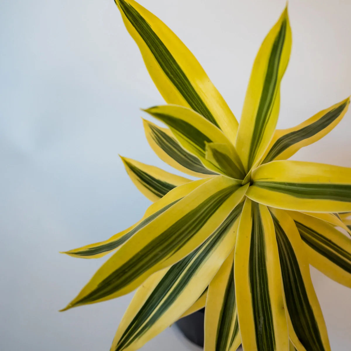 Pleomele Song of India – Dracaena Reflexa 100mm