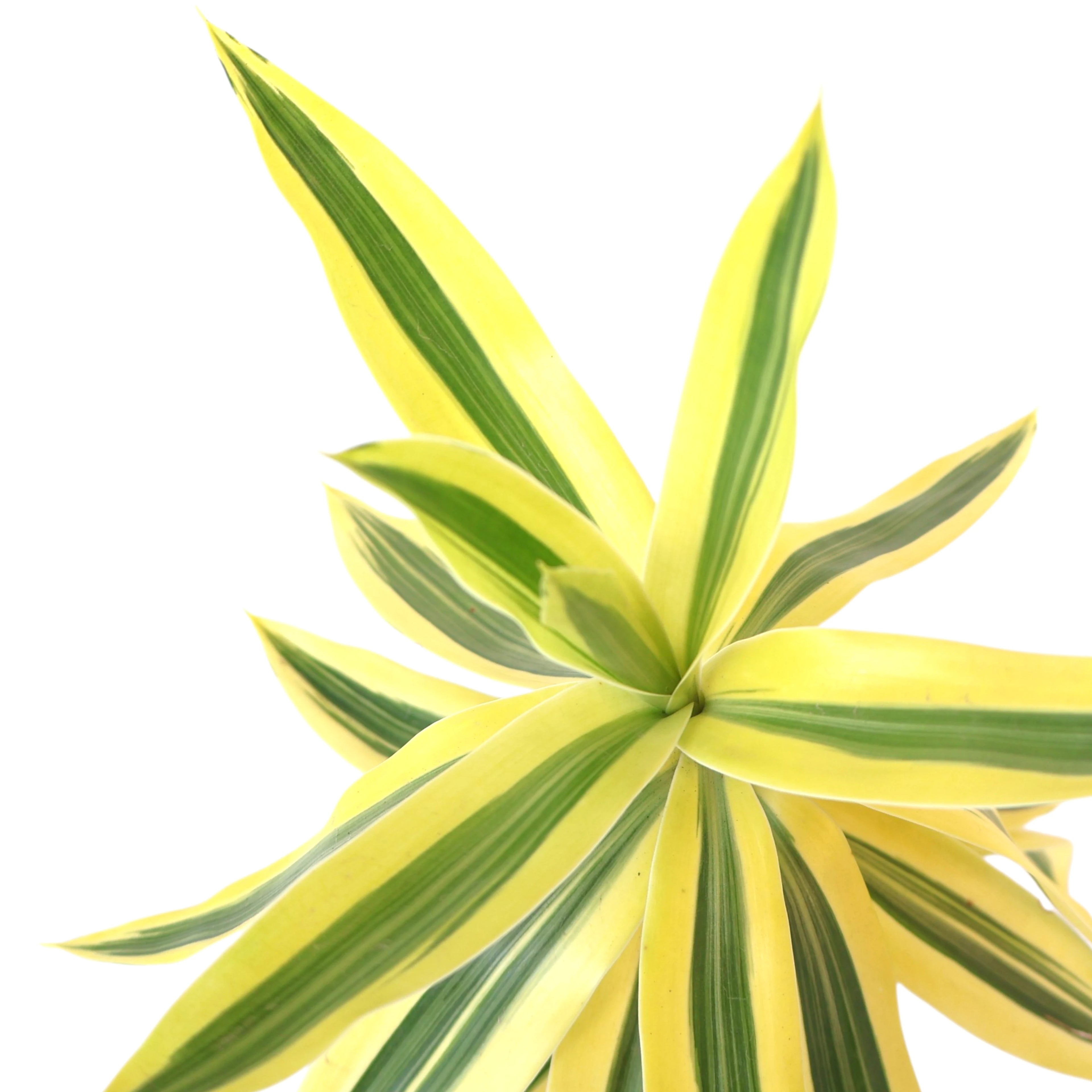 Dracaena Reflexa - Pleomele Song of India 100mm
