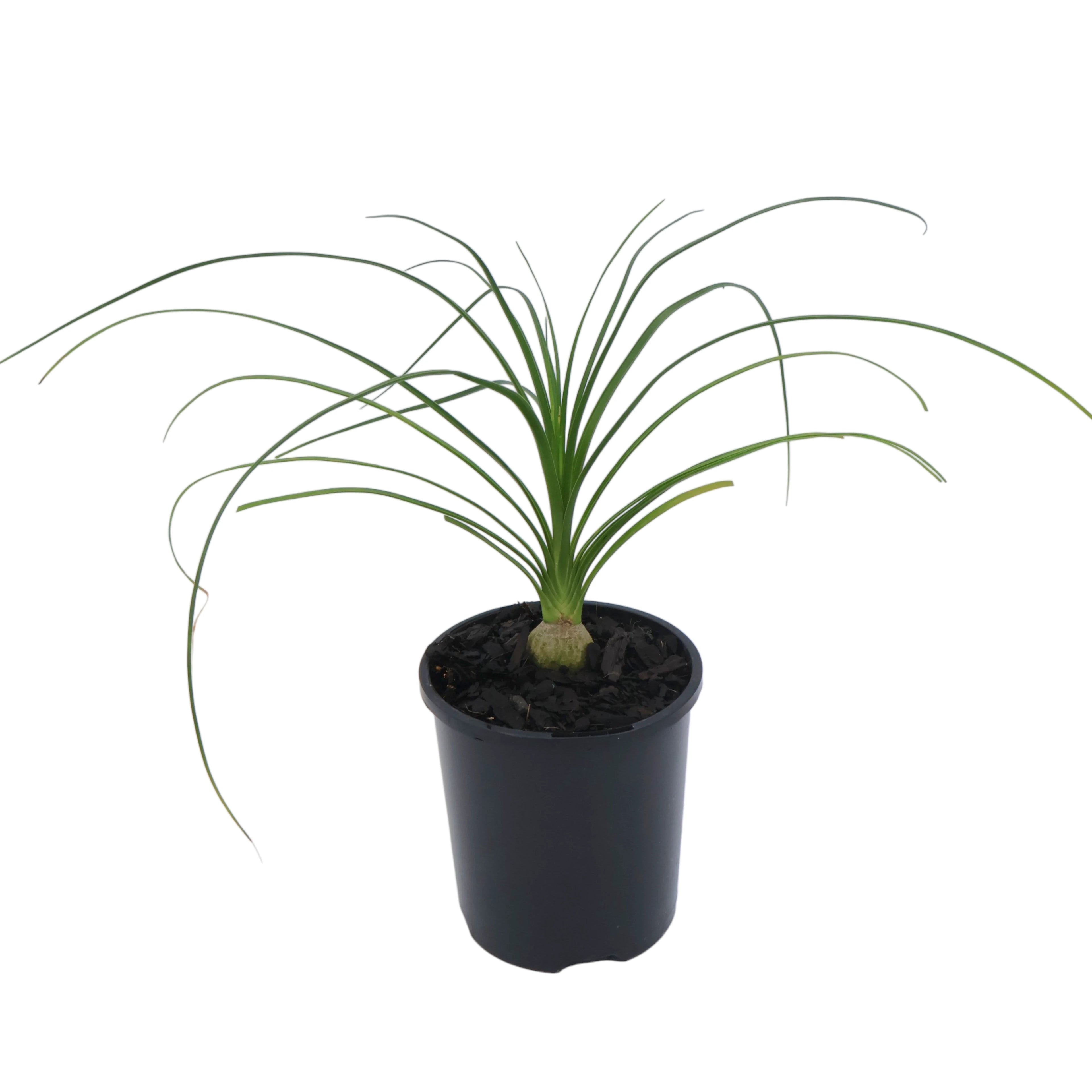 Beaucarnea Recurvata - Ponytail palm 100mm