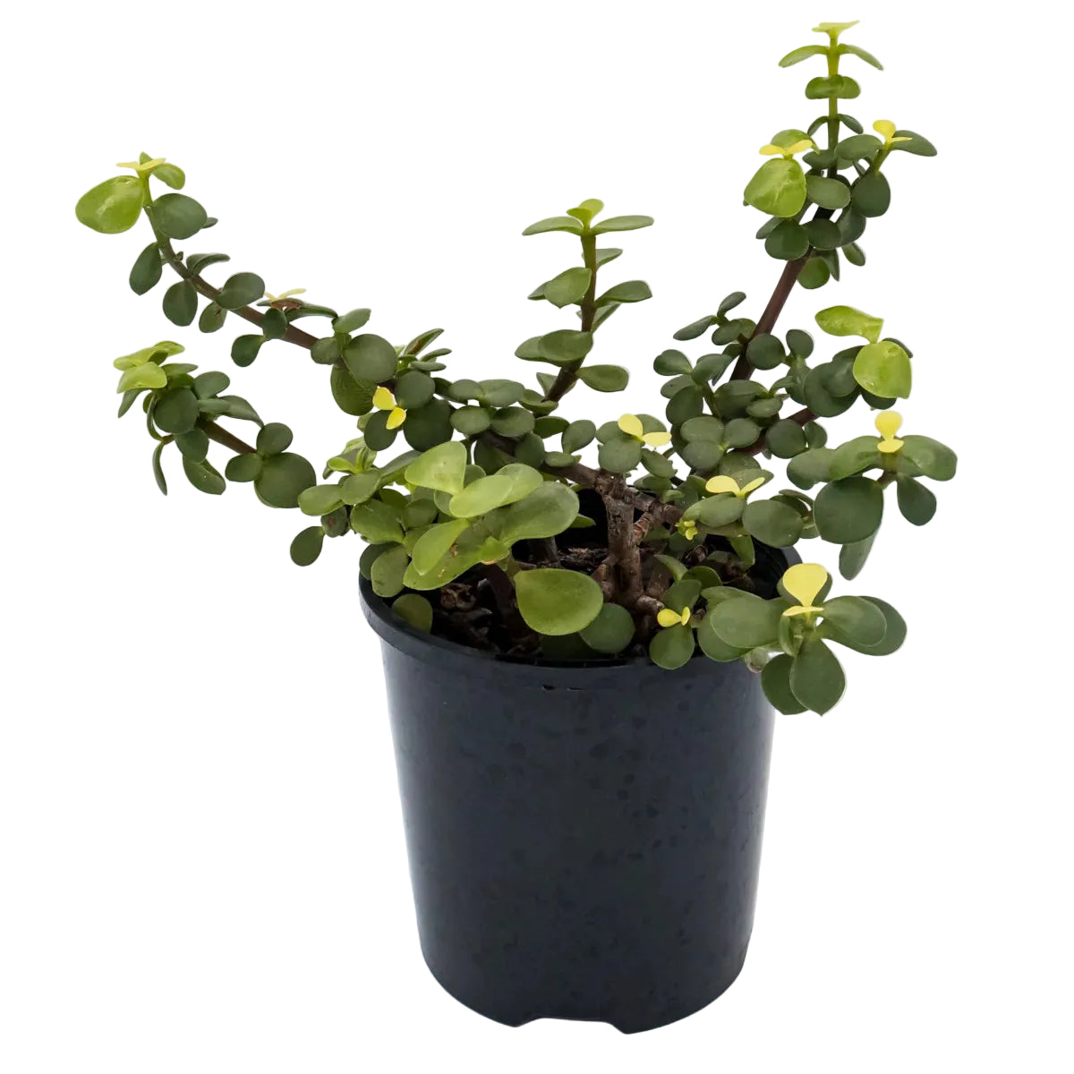 Portulacaria afra Compacta 100mm