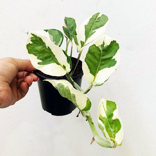 Epipremnum aureum - Pothos Snow Queen 170mm HB