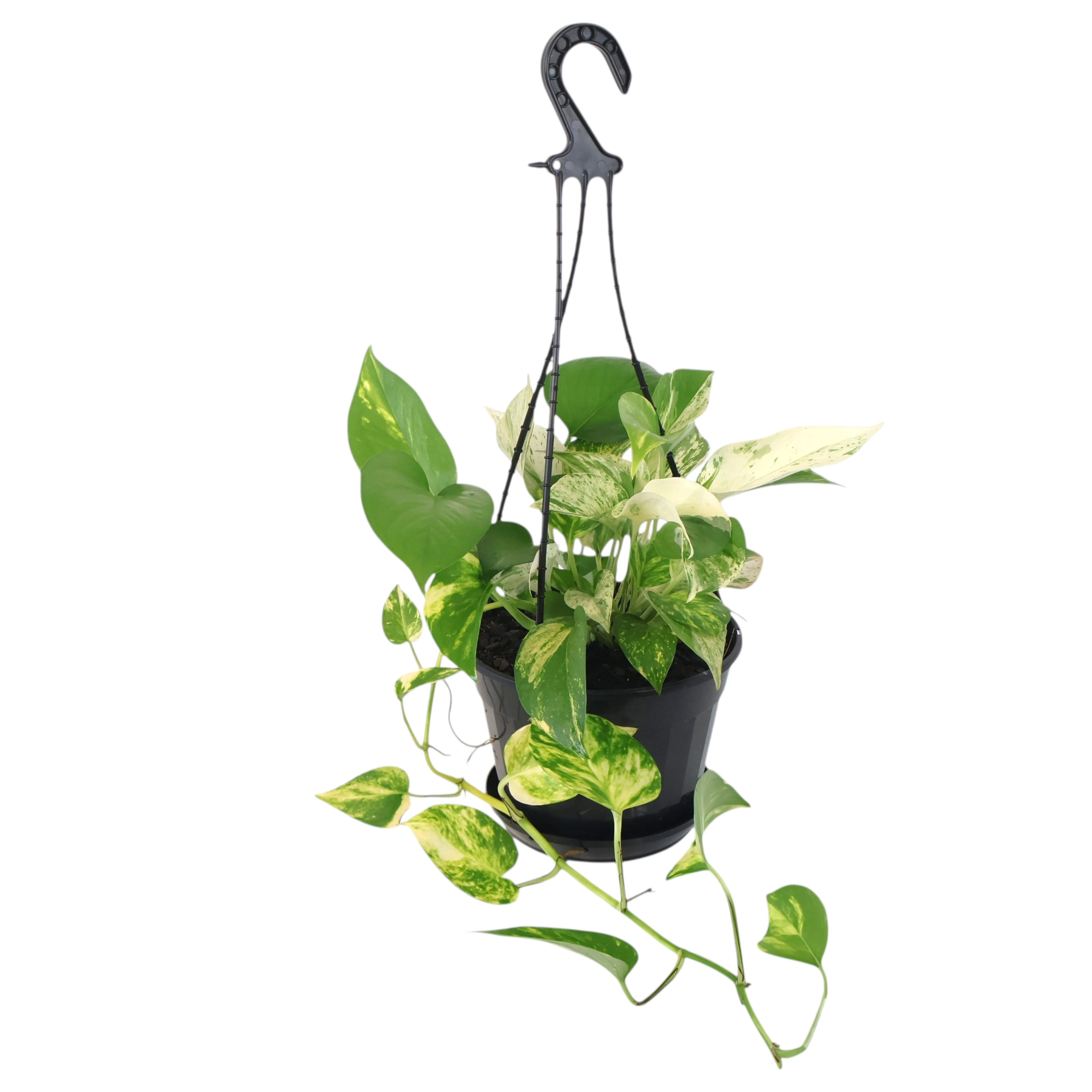 Pothos Marble Queen 170mm HB