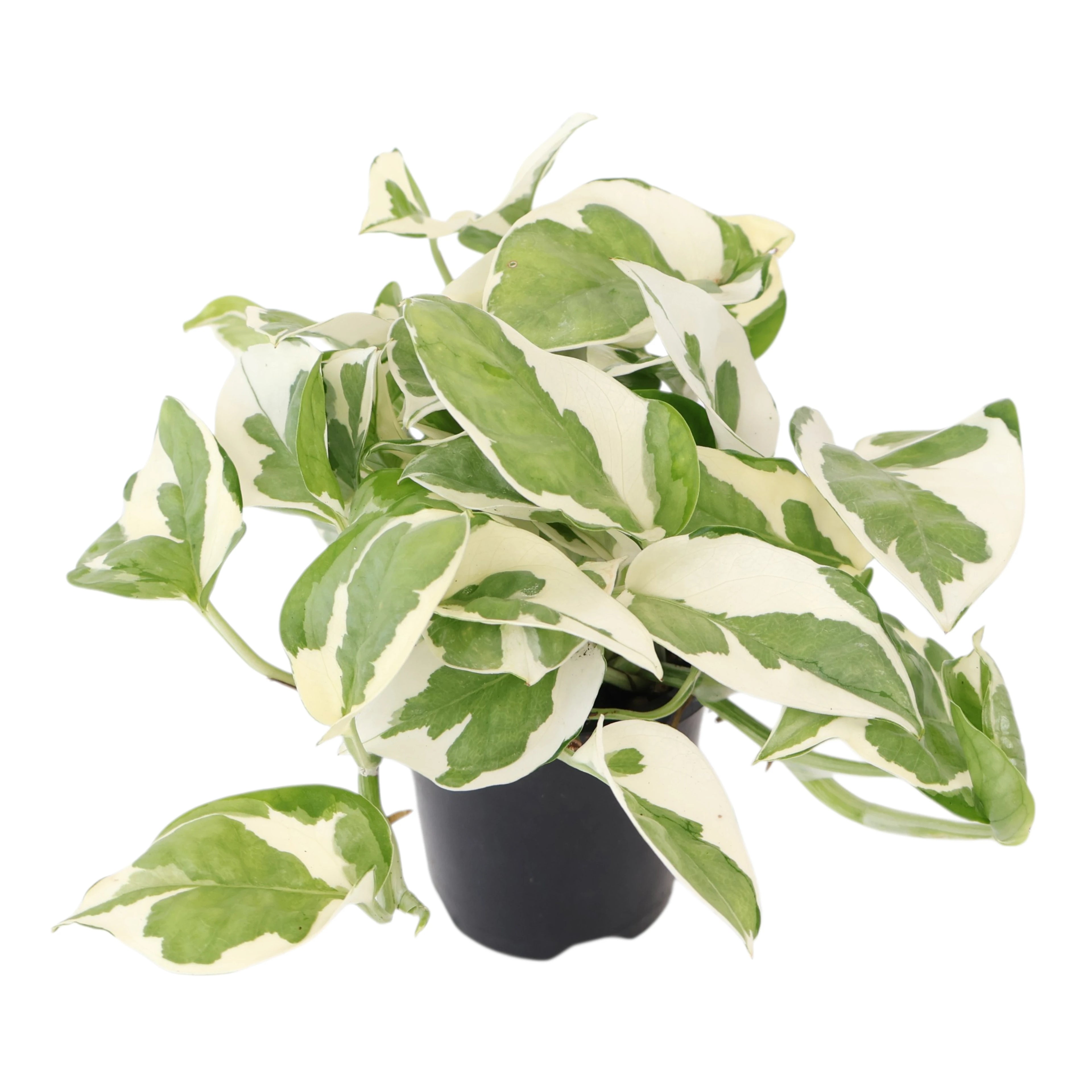 Epipremnum Njoy pothos 90mm
