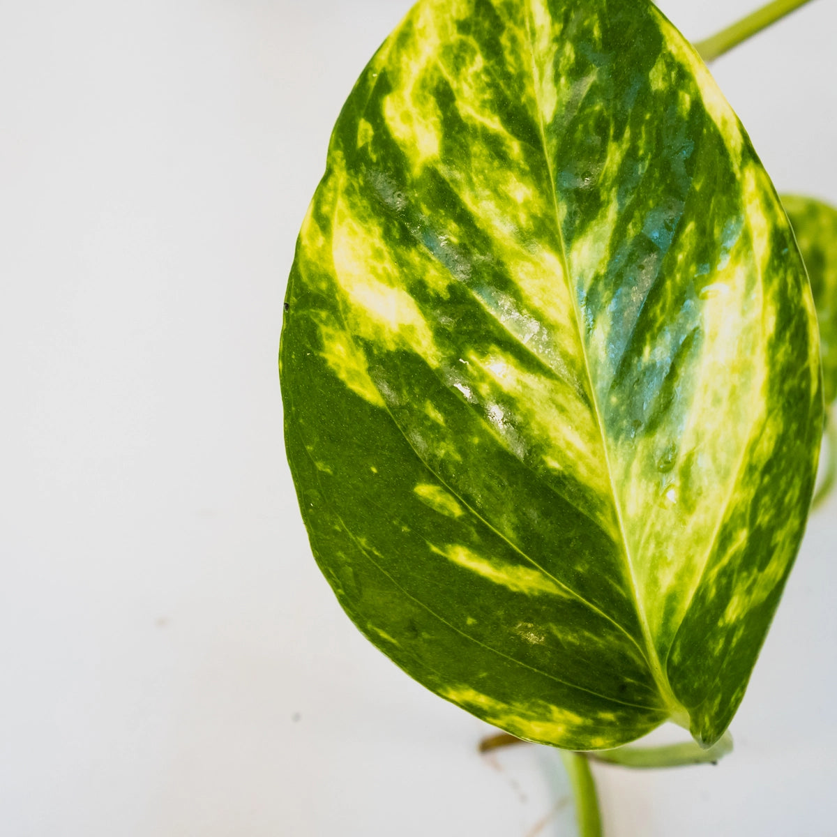 Epipremnum aureum Pothos Devils Ivy 170mm HB