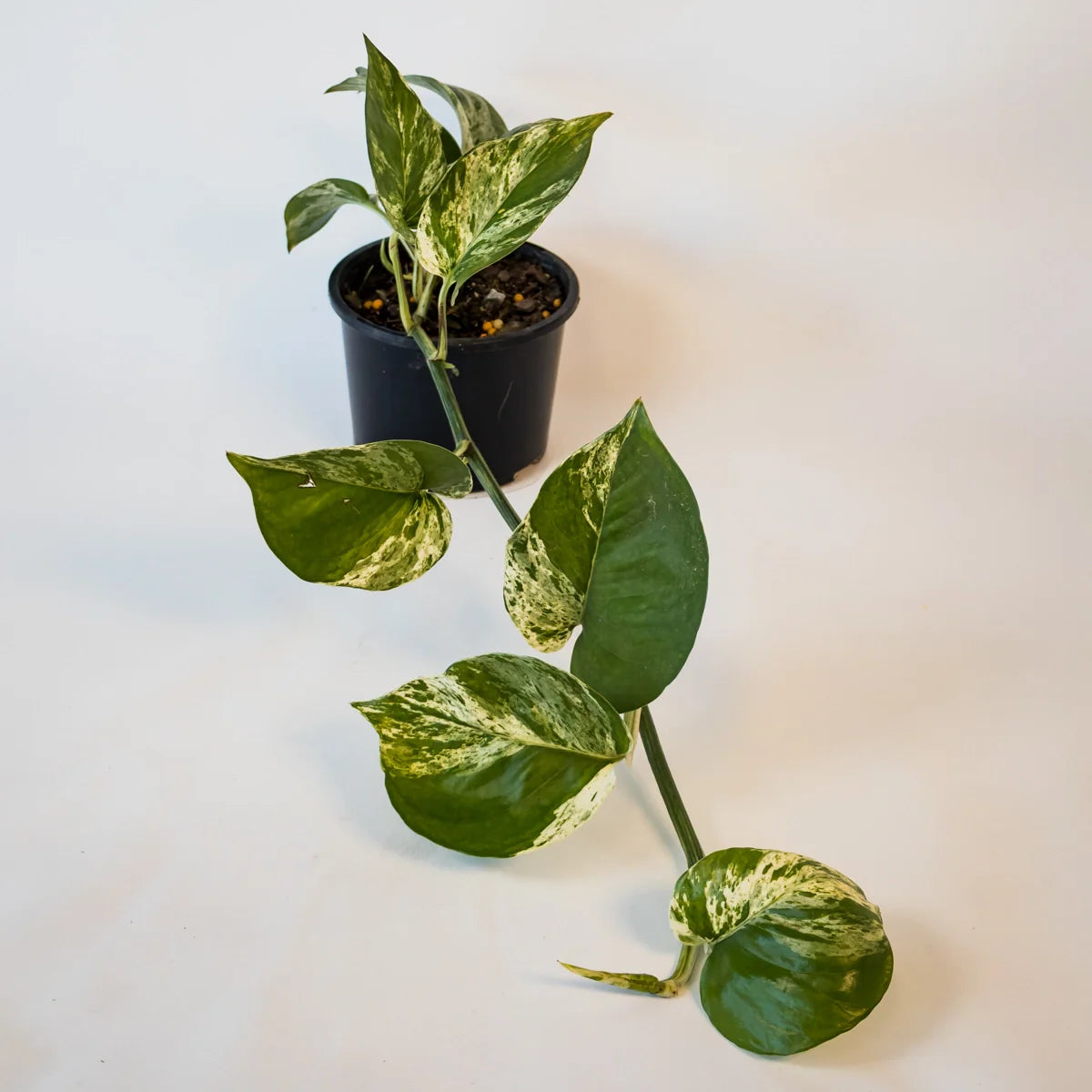 Pothos Marble Queen – Epipremnum Aureum 120mm