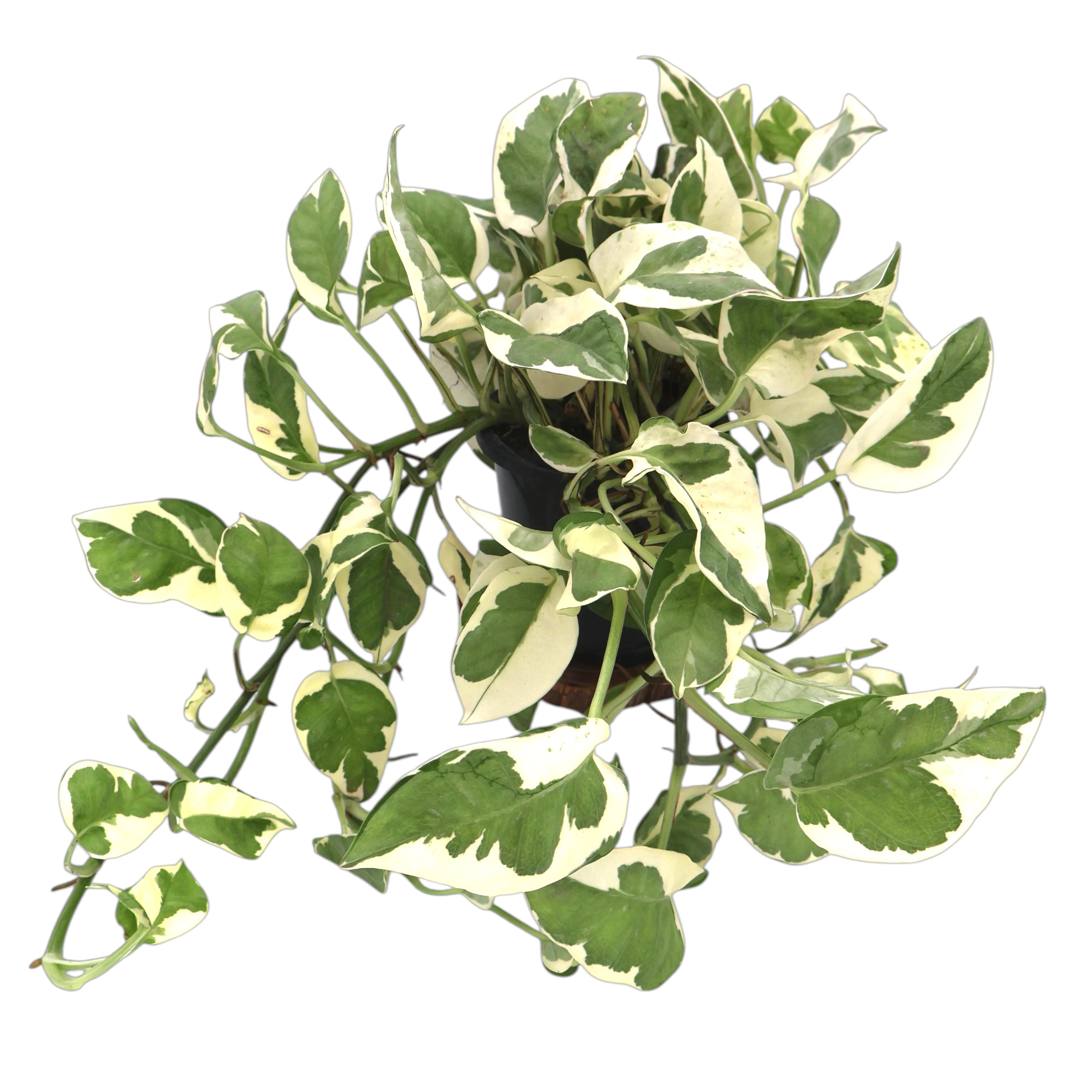 Epipremnum Njoy pothos 90mm