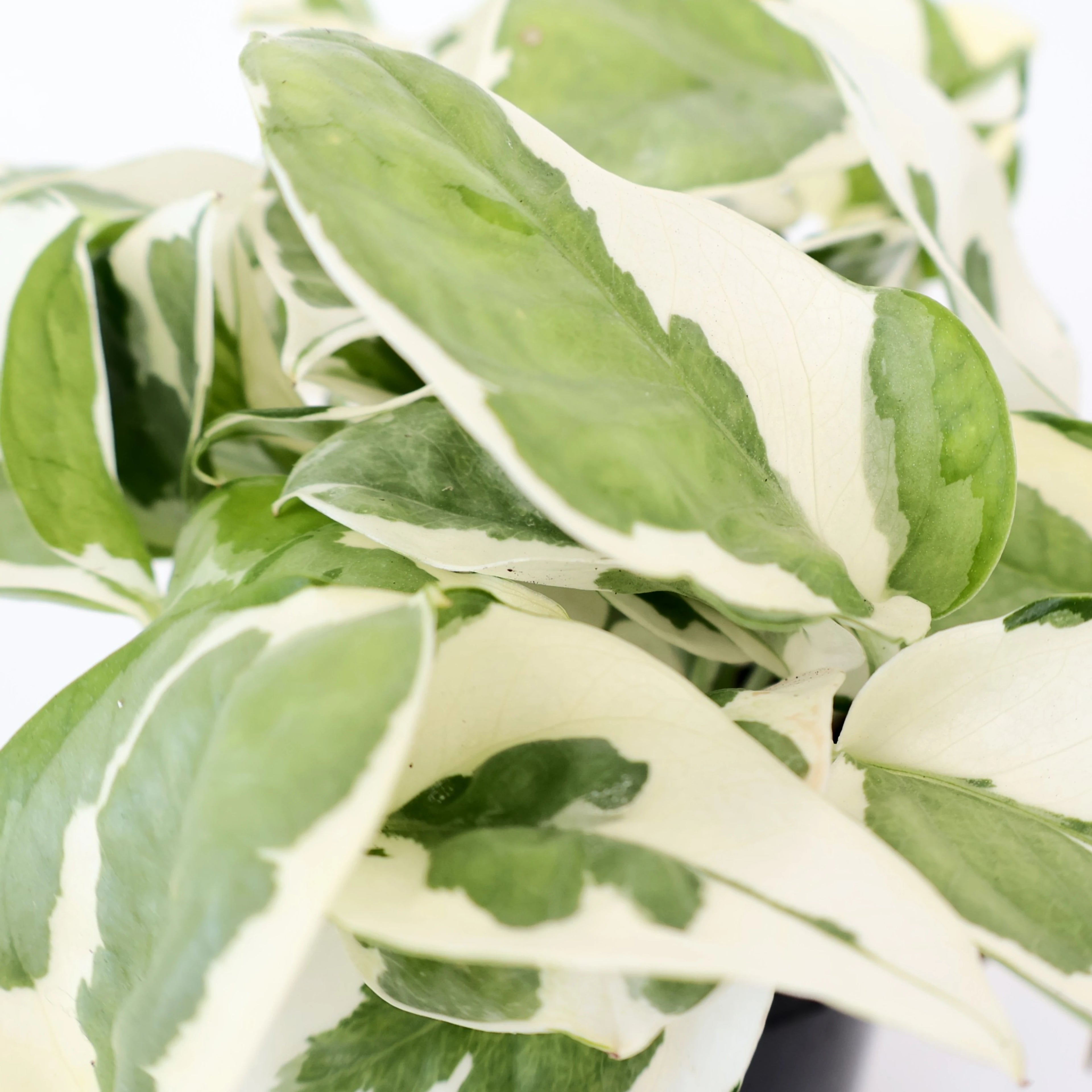Epipremnum Njoy pothos 90mm