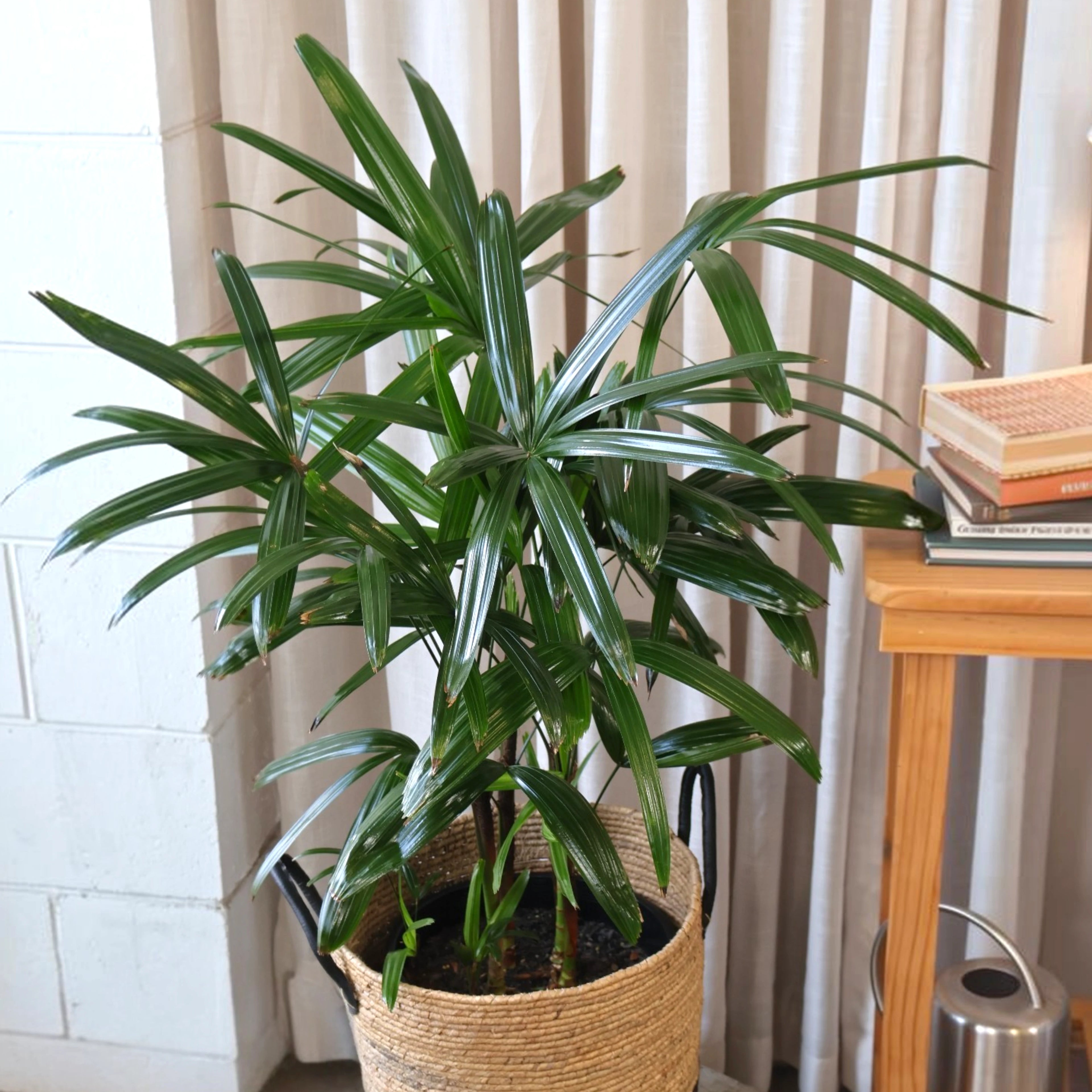 Lady Palm - Rhapis Excelsa 250mm