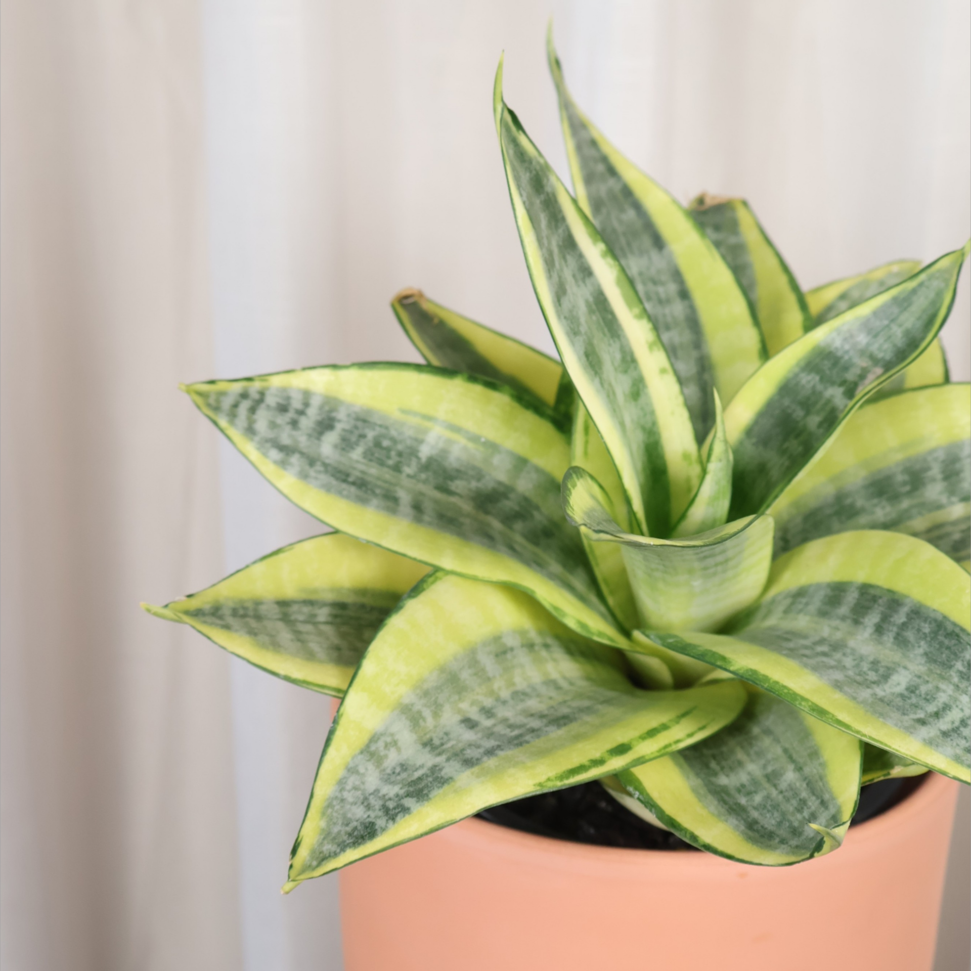Sansevieria Golden Hahnii 130mm