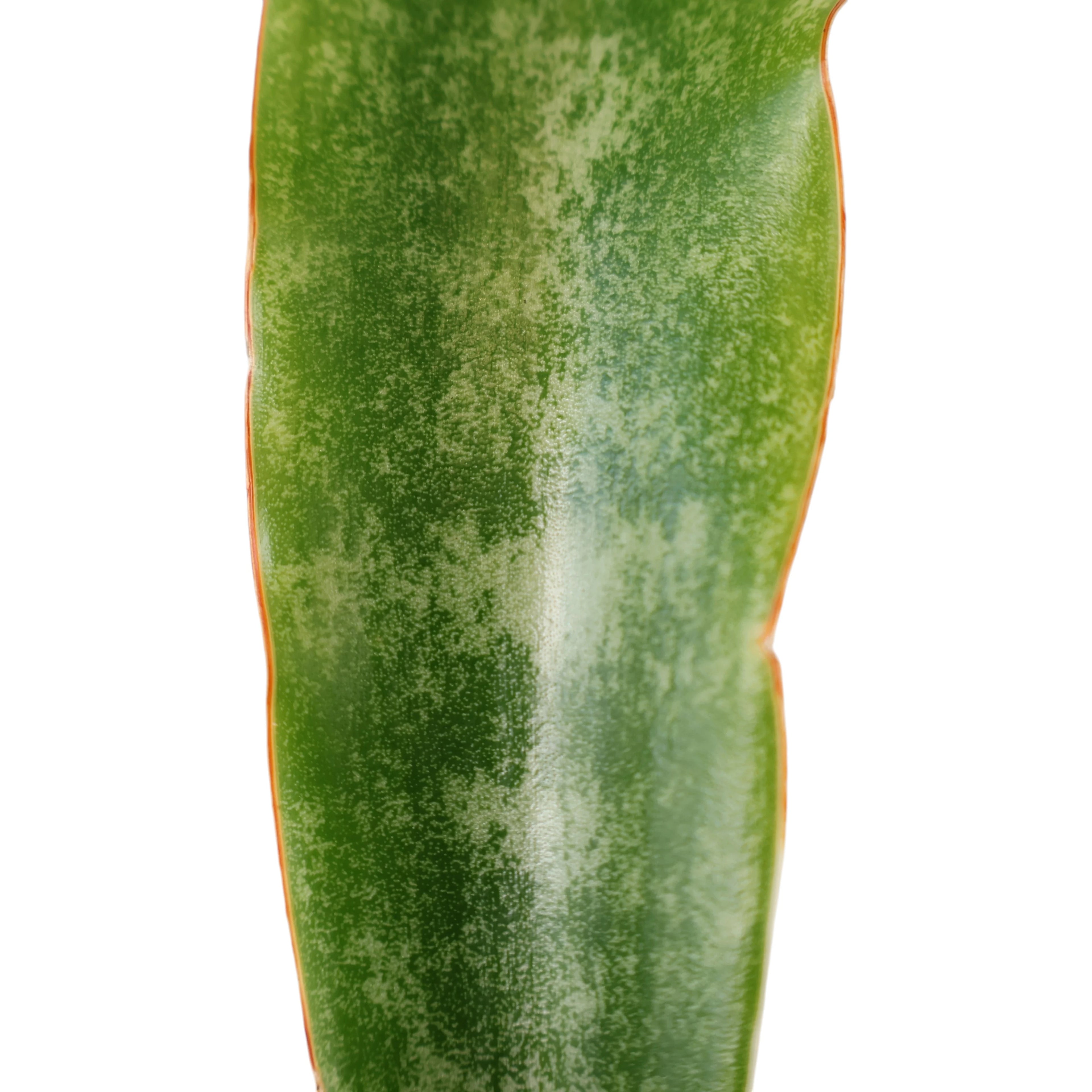 Sansevieria Red Edge - Snake Plant 120mm
