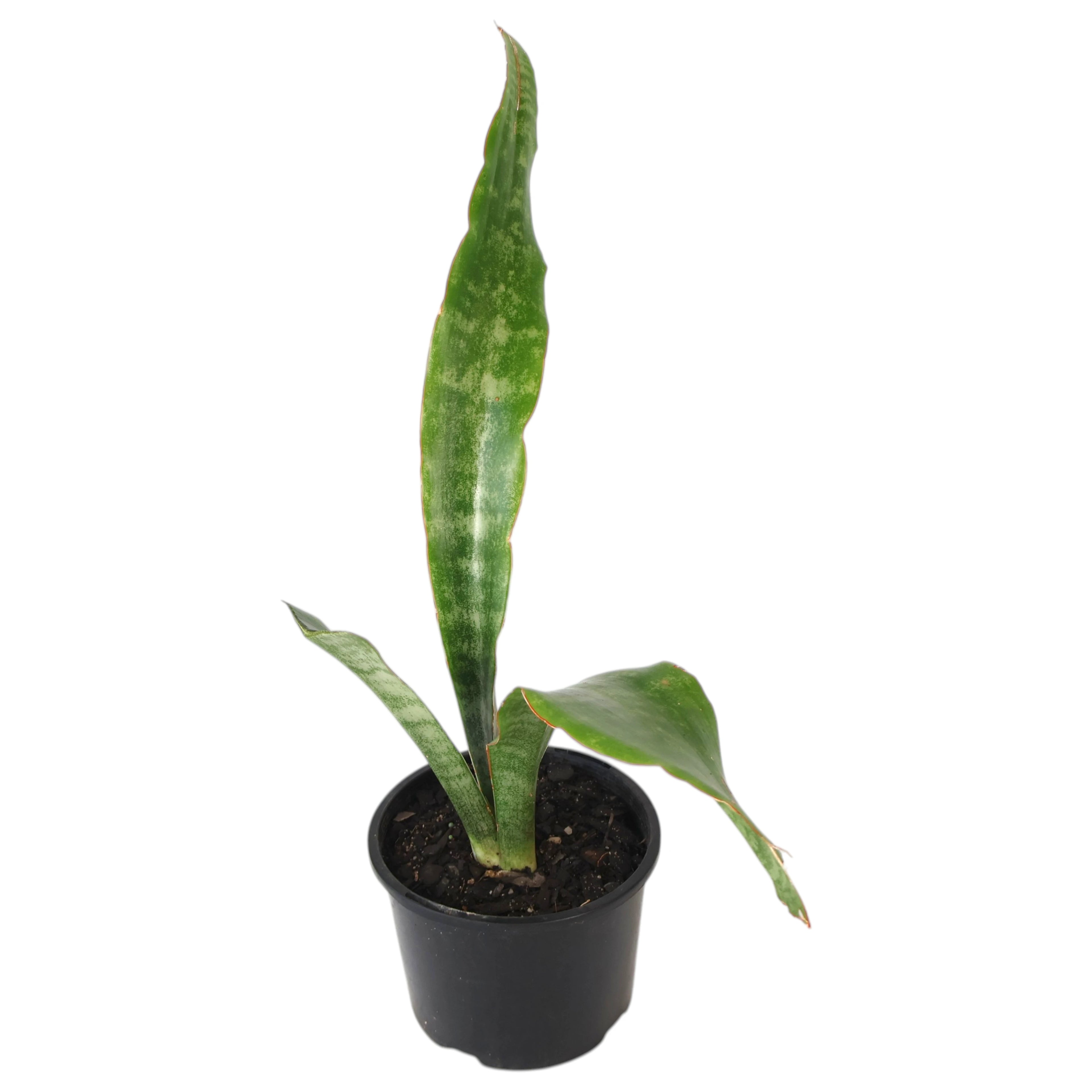 Sansevieria Red Edge - Snake Plant 120mm