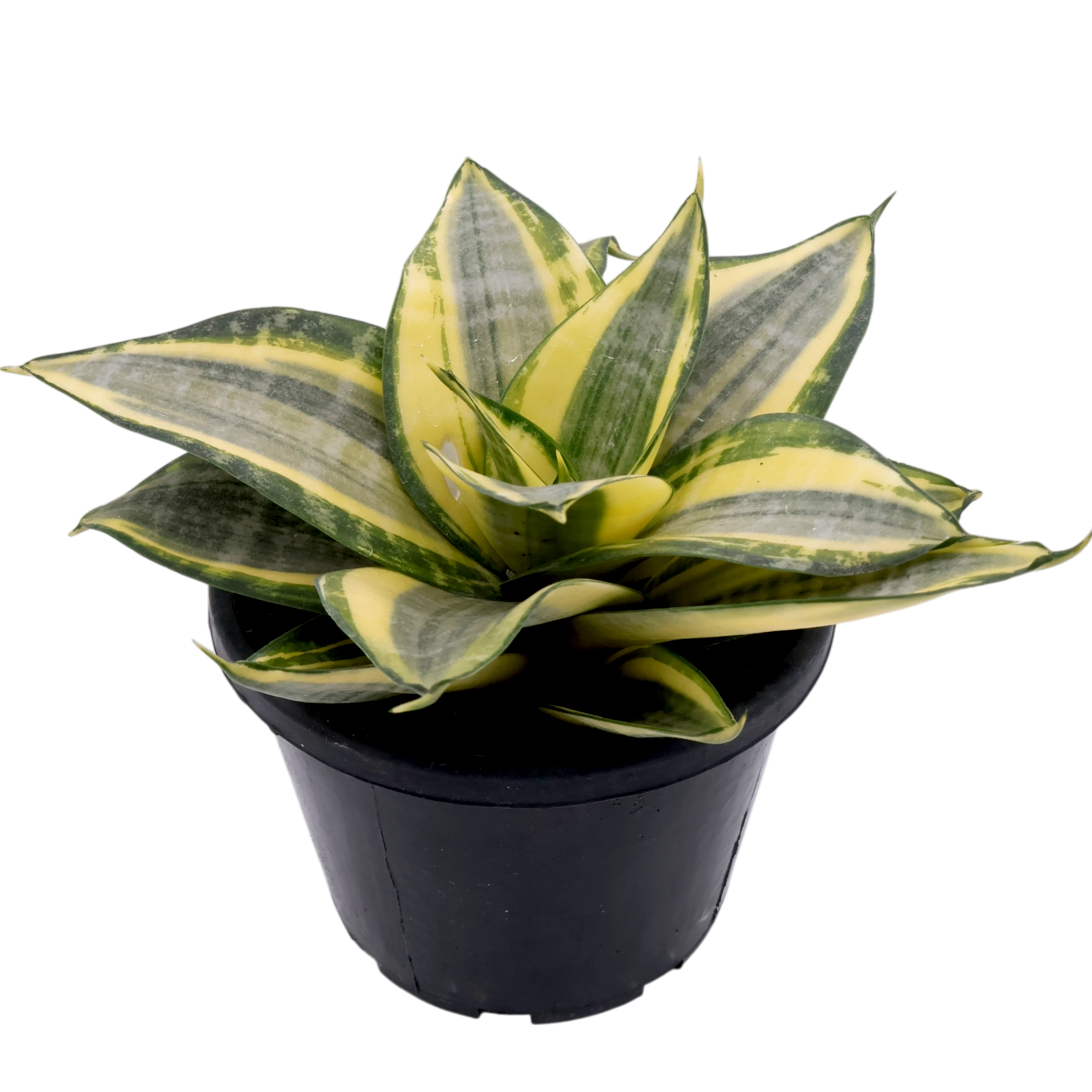 Sansevieria Golden Hahnii 130mm
