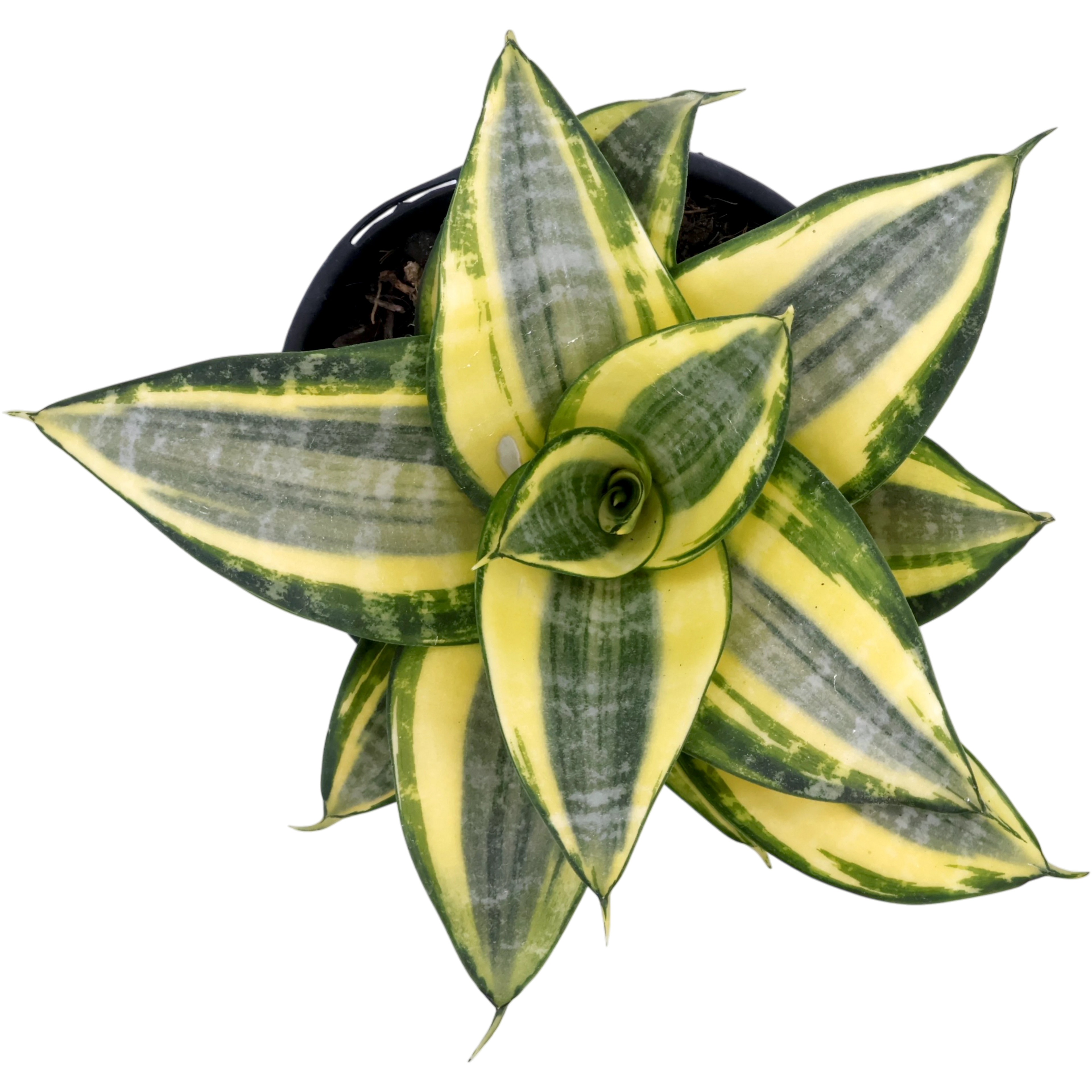 Sansevieria Golden Hahnii 130mm