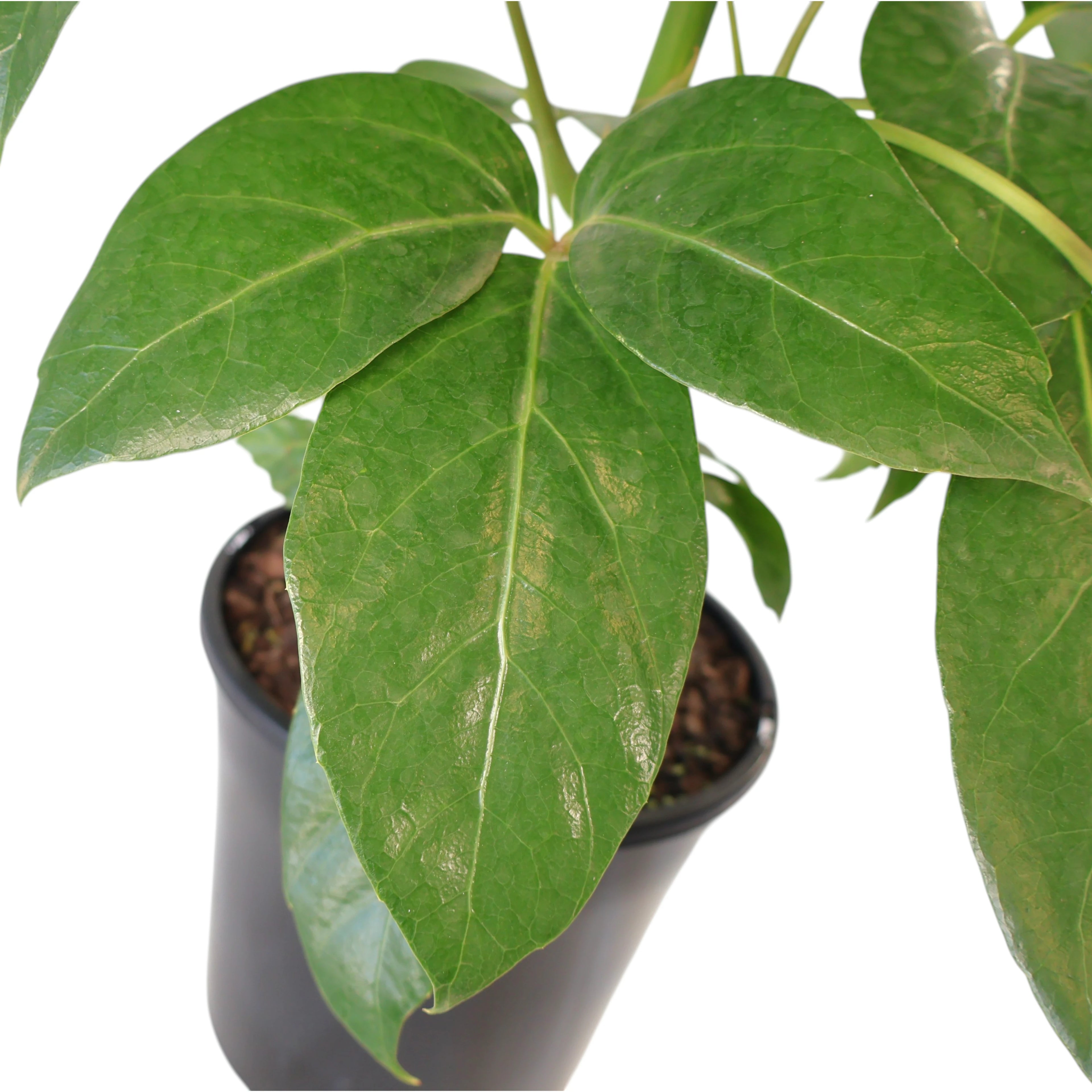 Schefflera Alpine 200mm