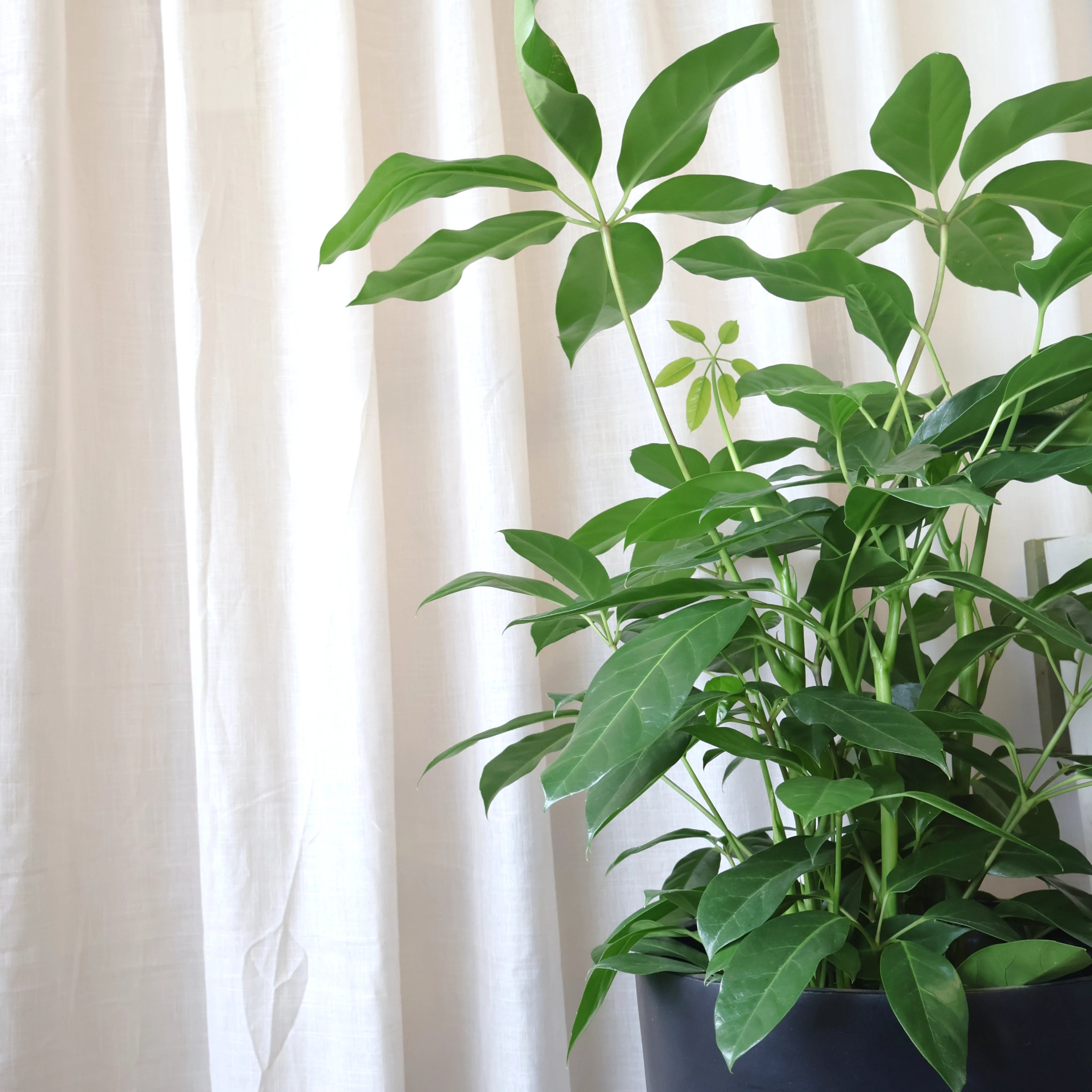 Schefflera Alpine 200mm