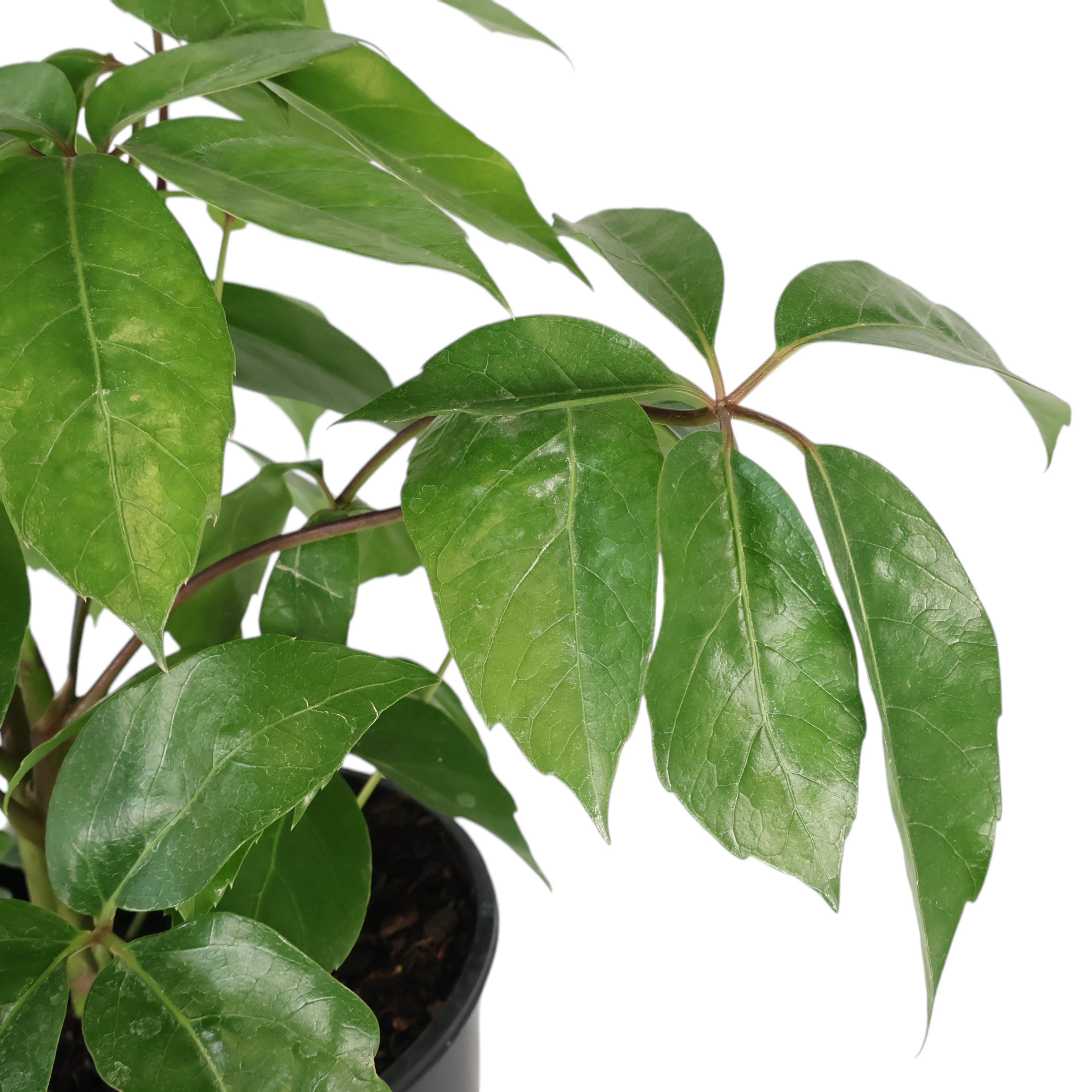 Schefflera actinophylla Amate 200mm