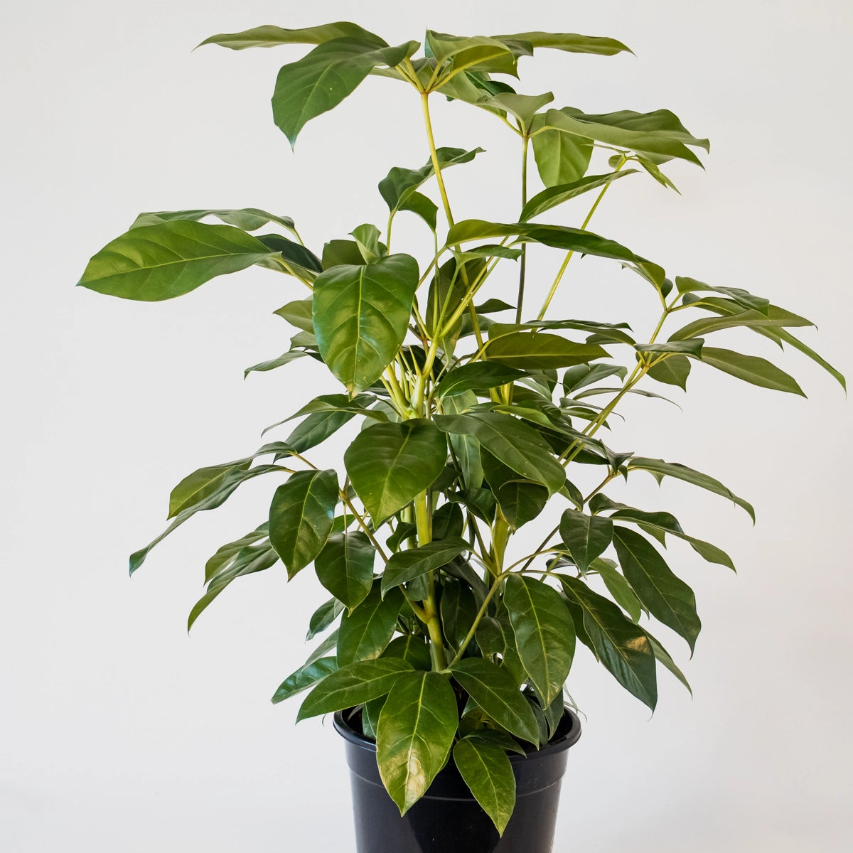 Schefflera actinophylla Amate 200mm